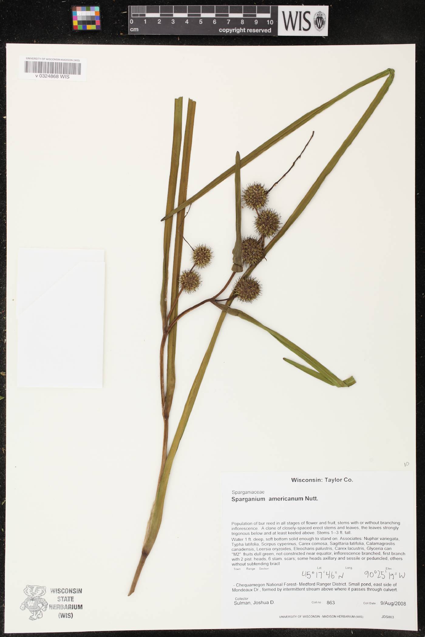 Sparganium americanum image