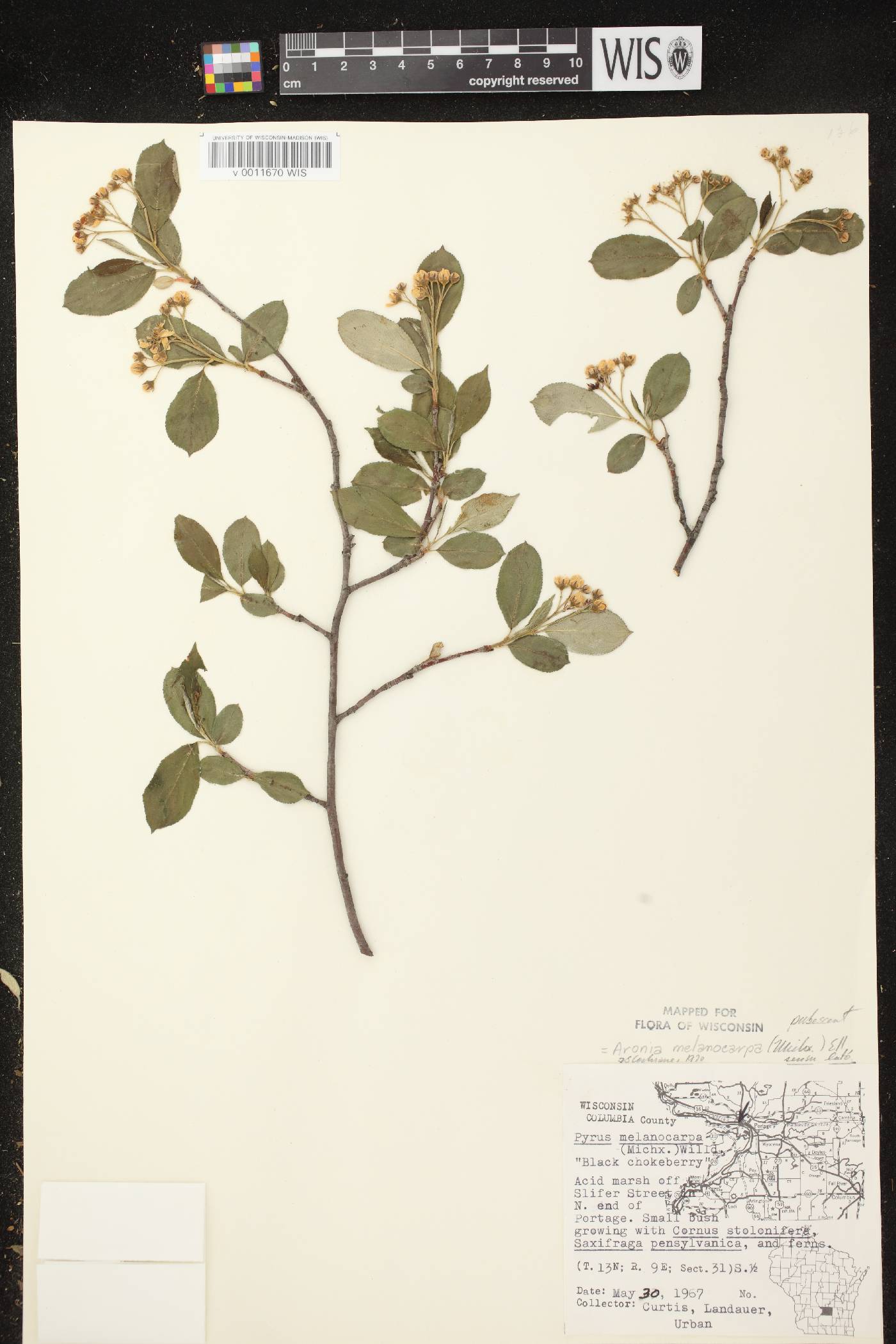 Aronia x prunifolia image