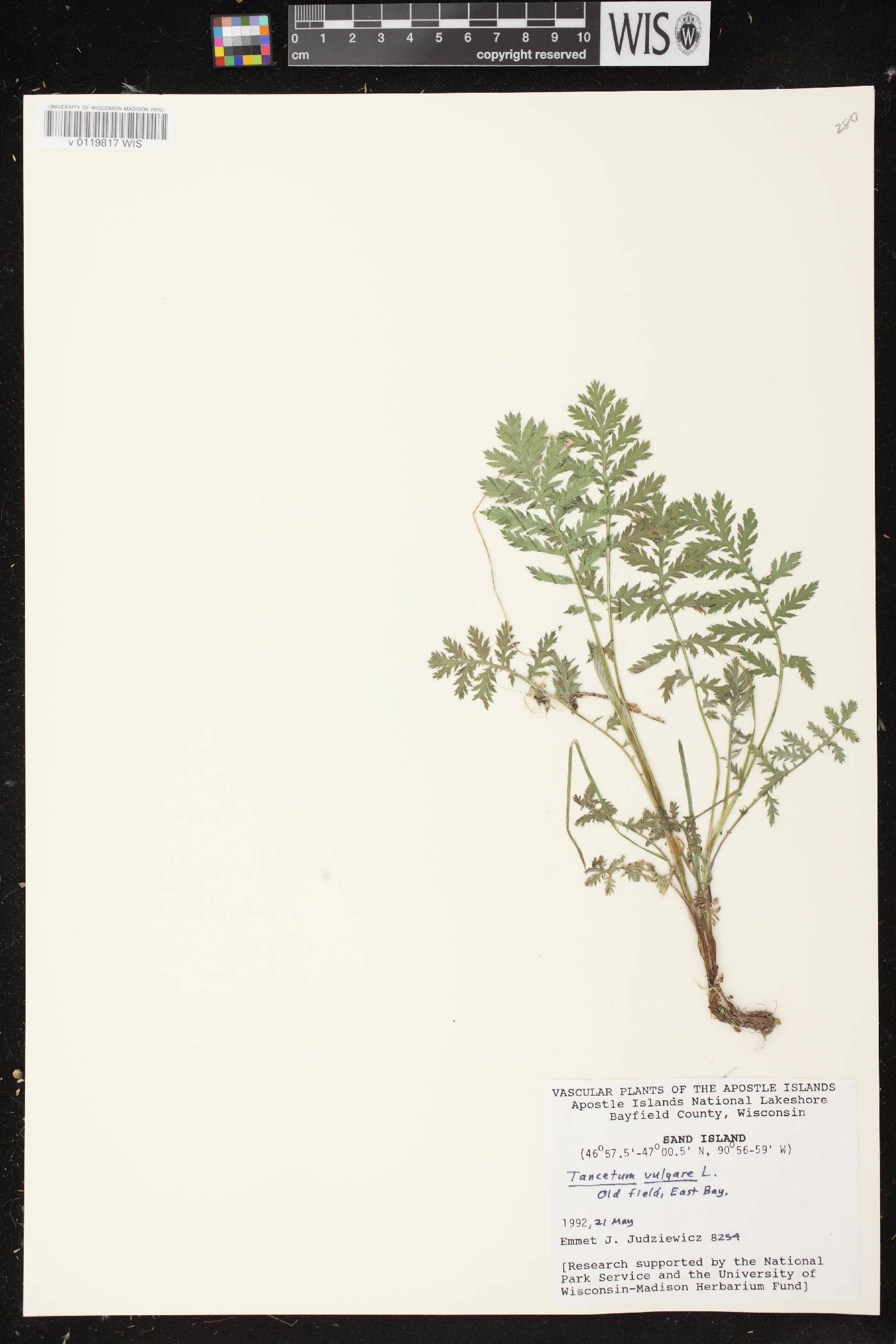 Tanacetum vulgare image