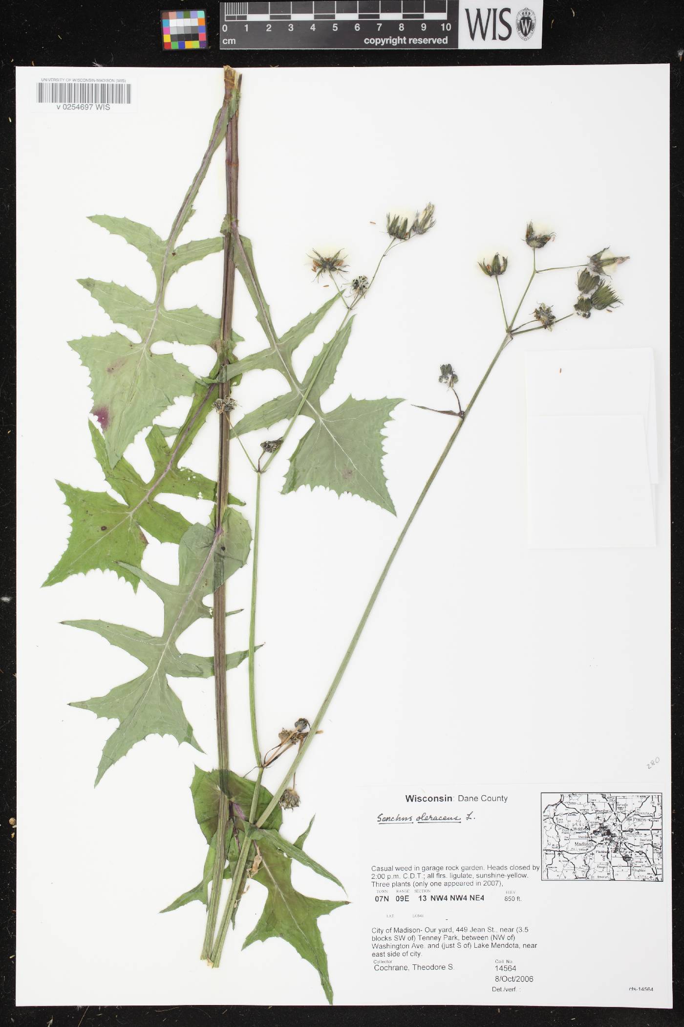 Sonchus oleraceus image