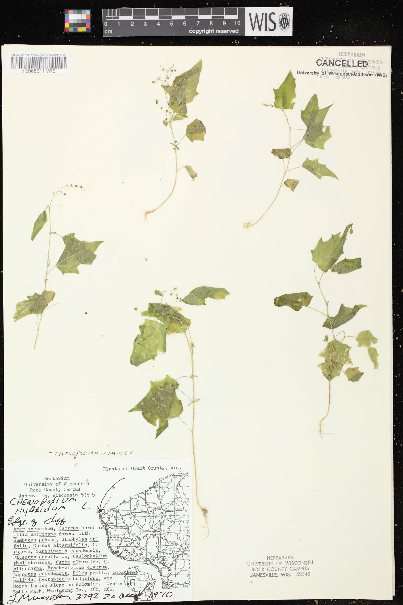 Chenopodium simplex image