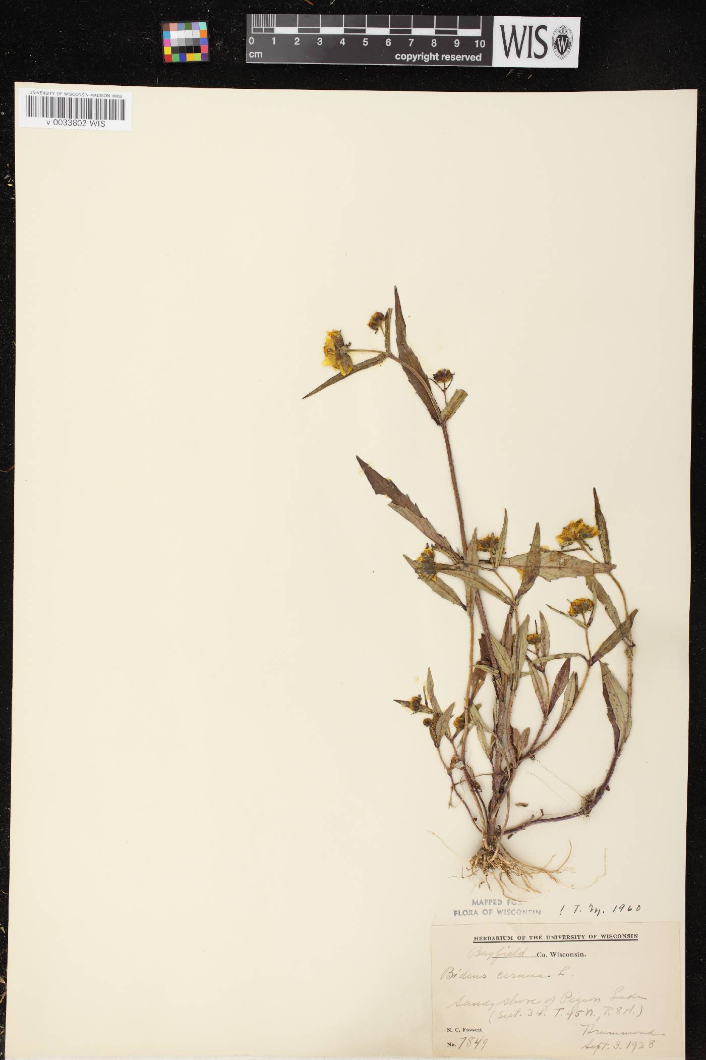 Bidens cernua image