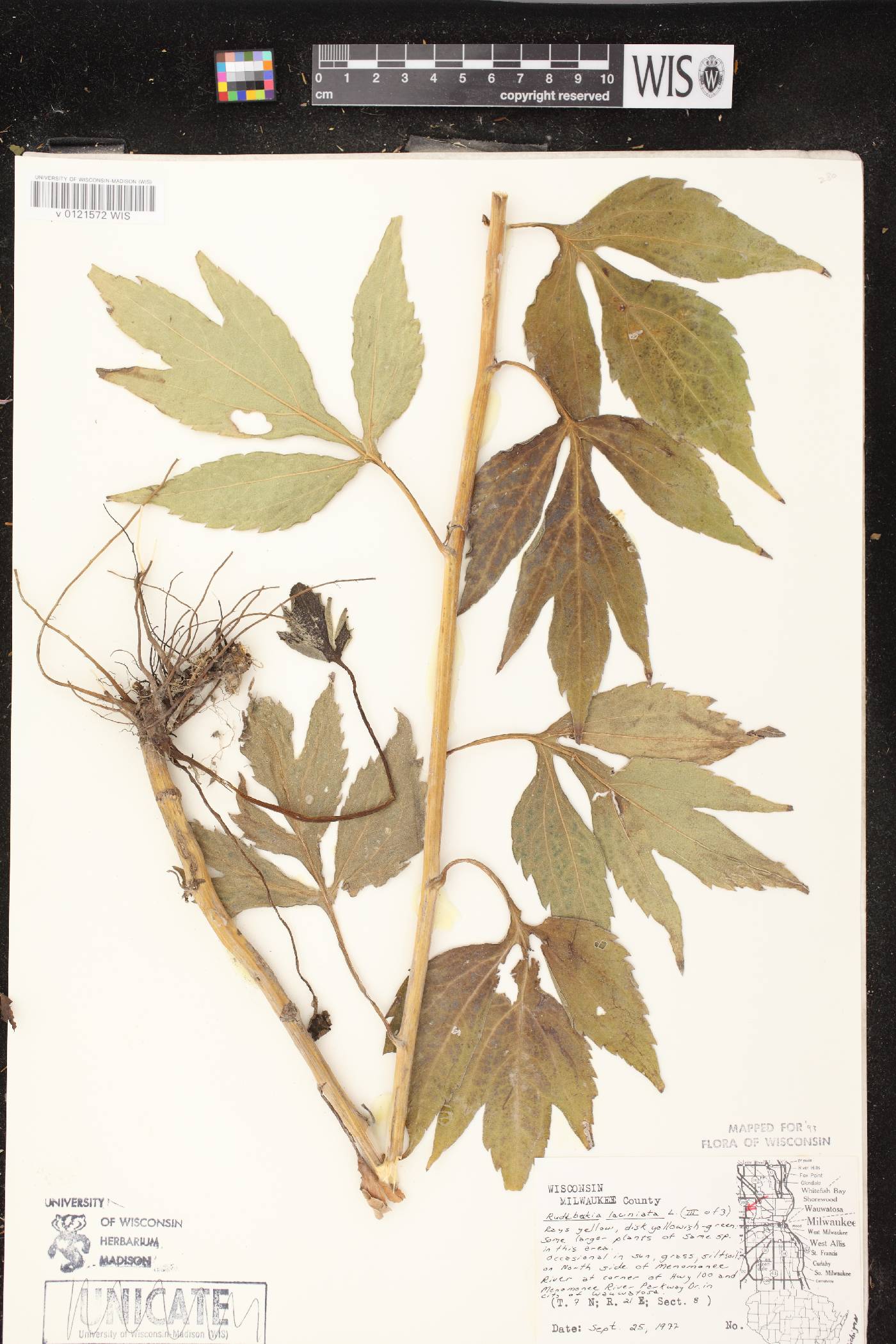 Rudbeckia laciniata image