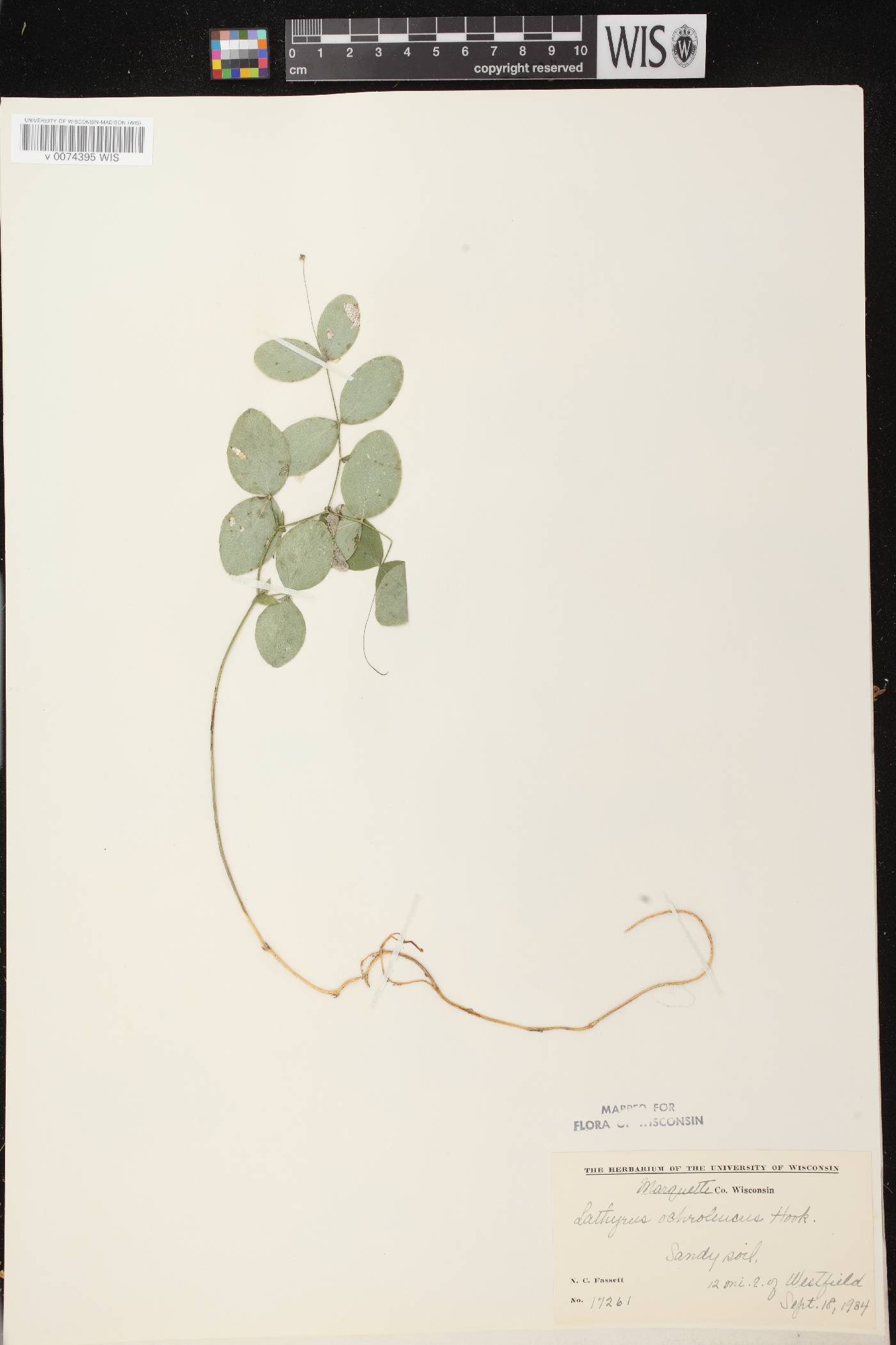 Lathyrus ochroleucus image