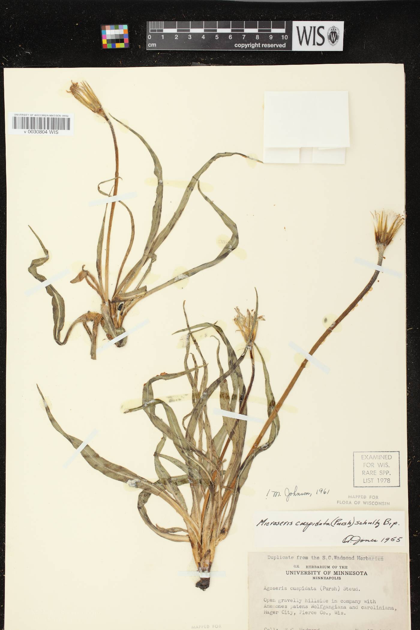 Nothocalais cuspidata image