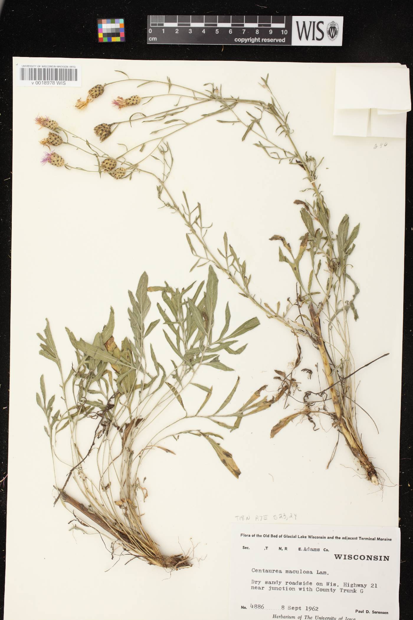 Centaurea stoebe image