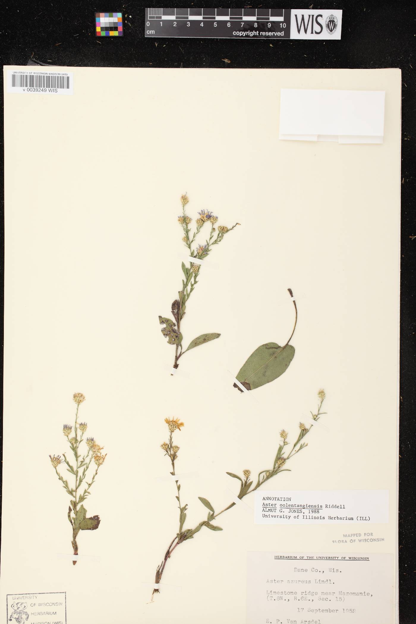 Symphyotrichum oolentangiense image