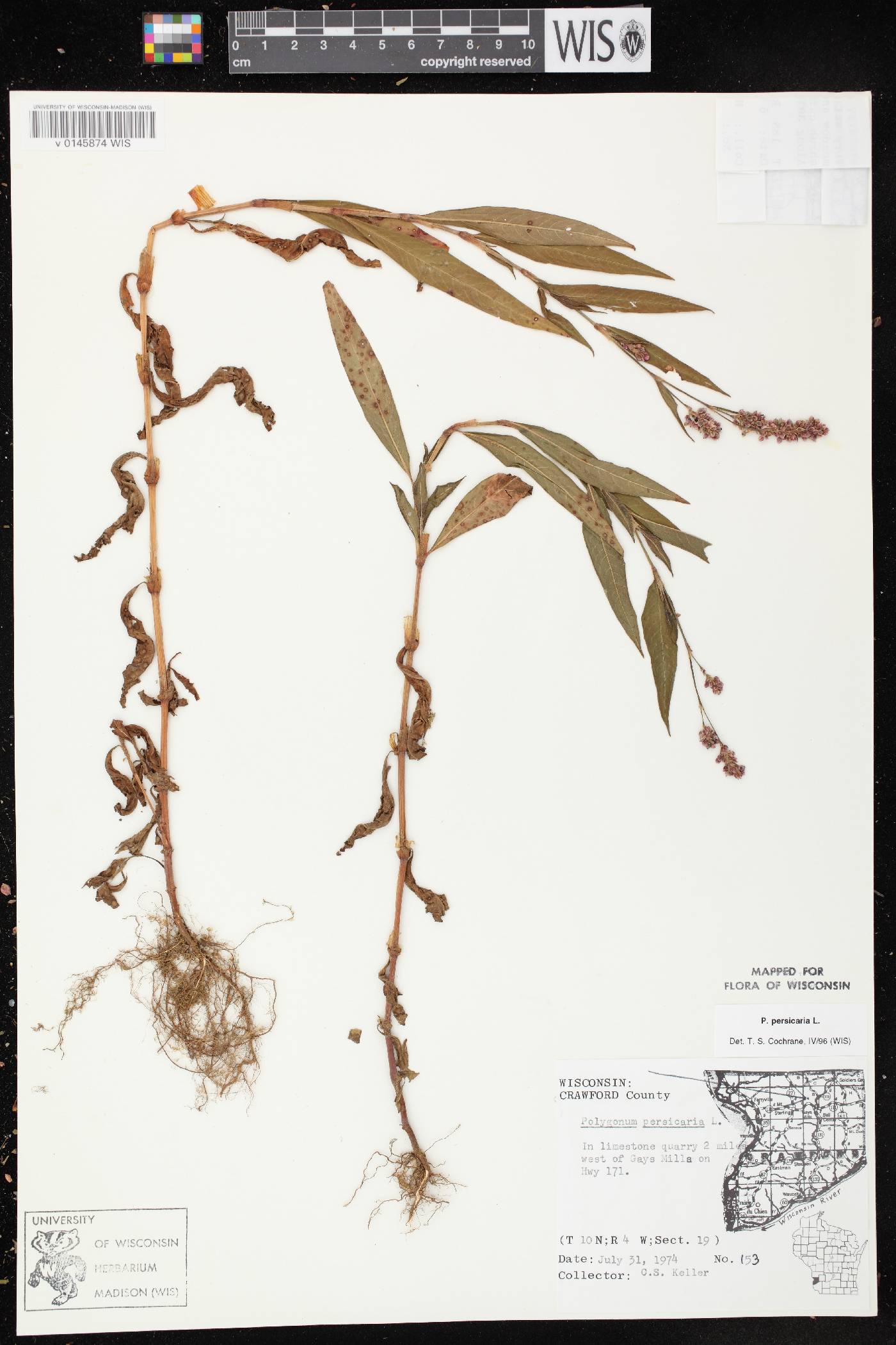 Persicaria maculosa image