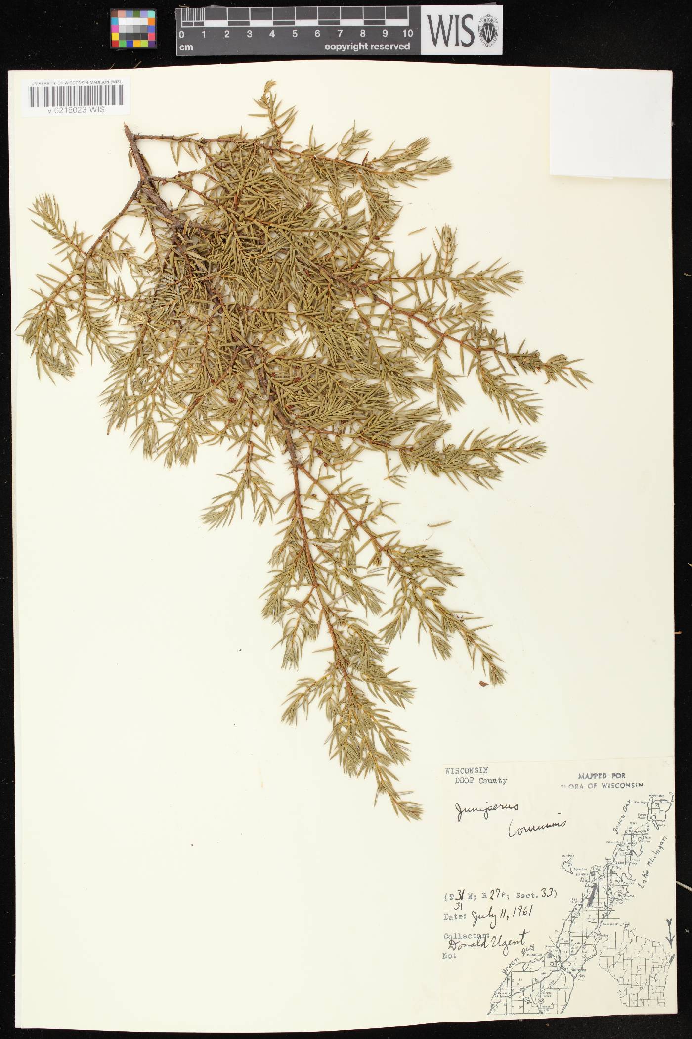 Juniperus communis image