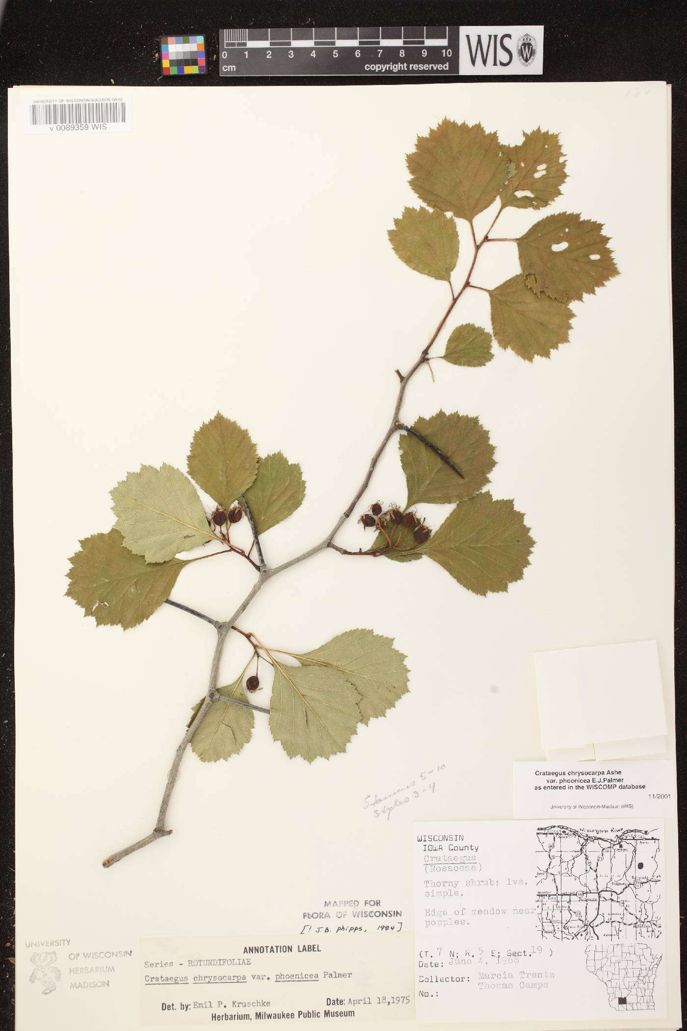 Crataegus chrysocarpa var. chrysocarpa image