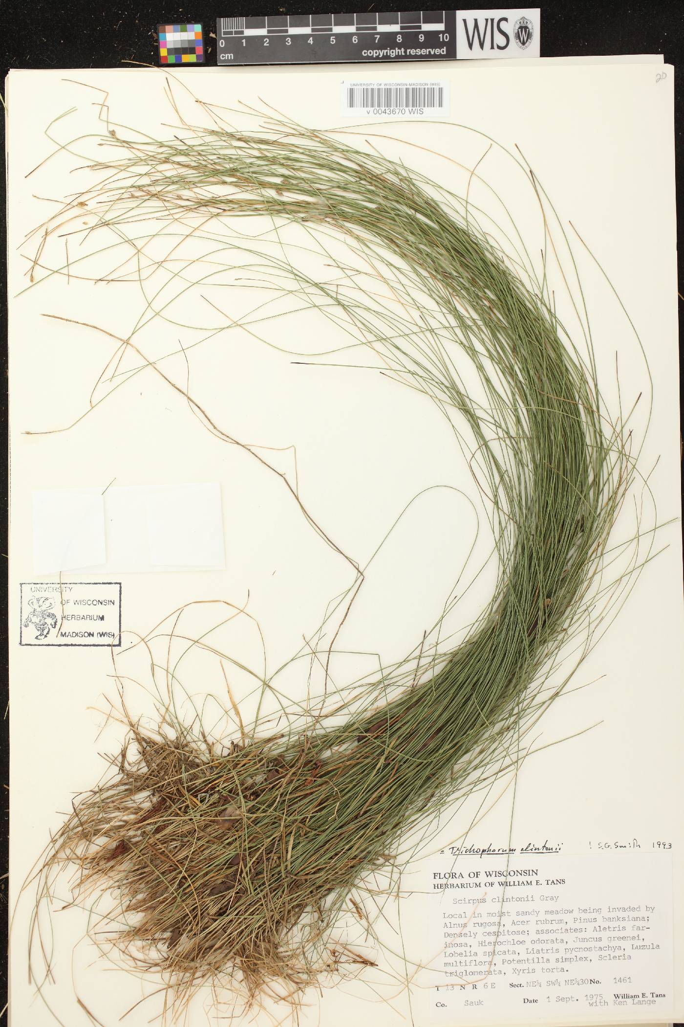 Trichophorum clintonii image