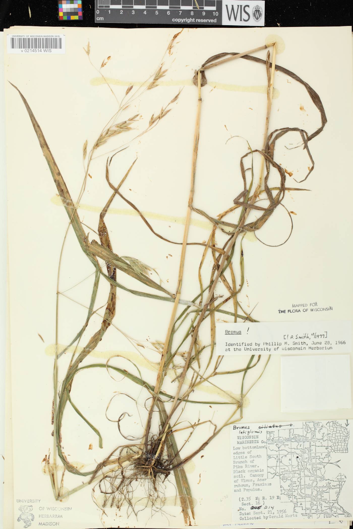 Bromus latiglumis image