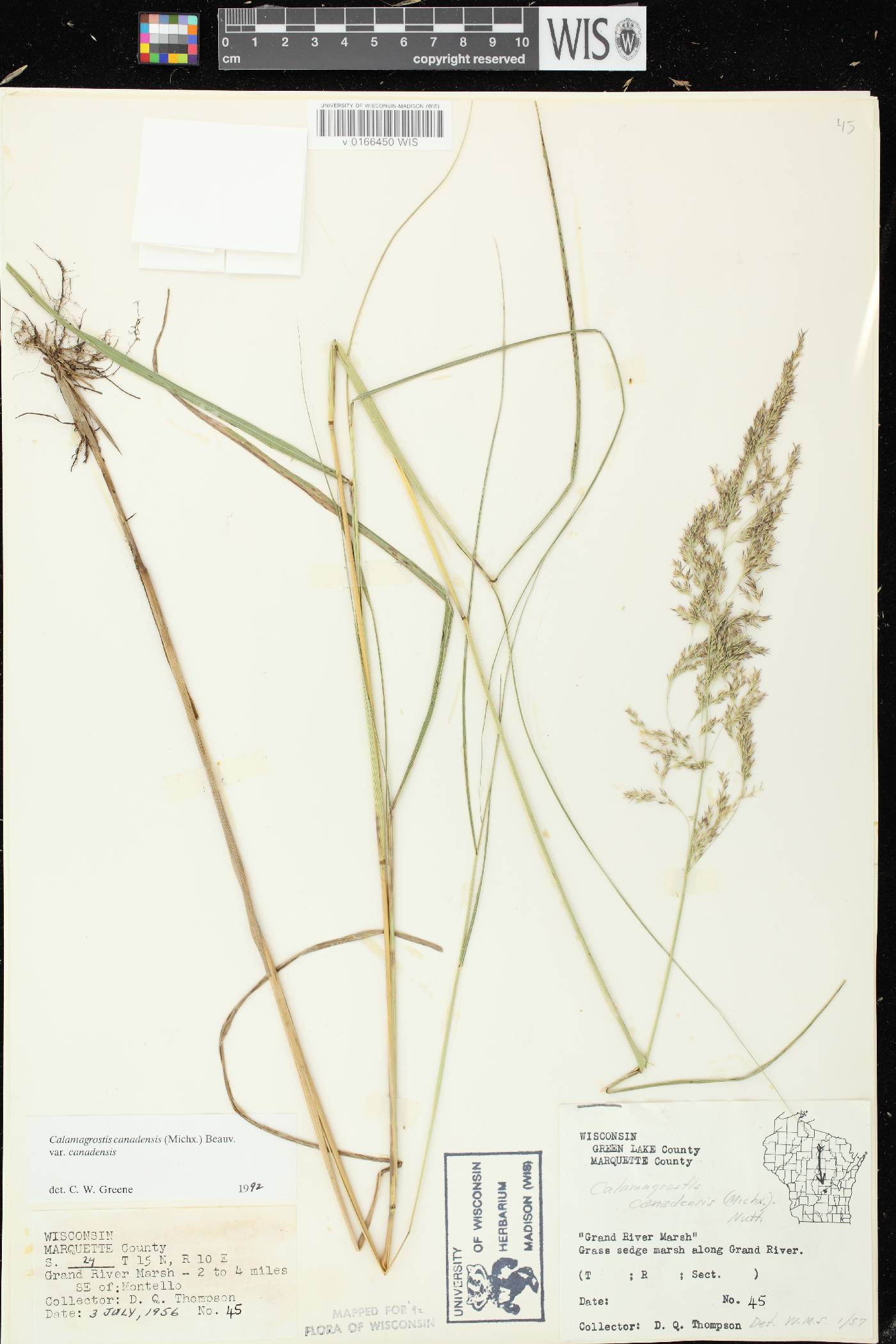 Calamagrostis canadensis var. canadensis image