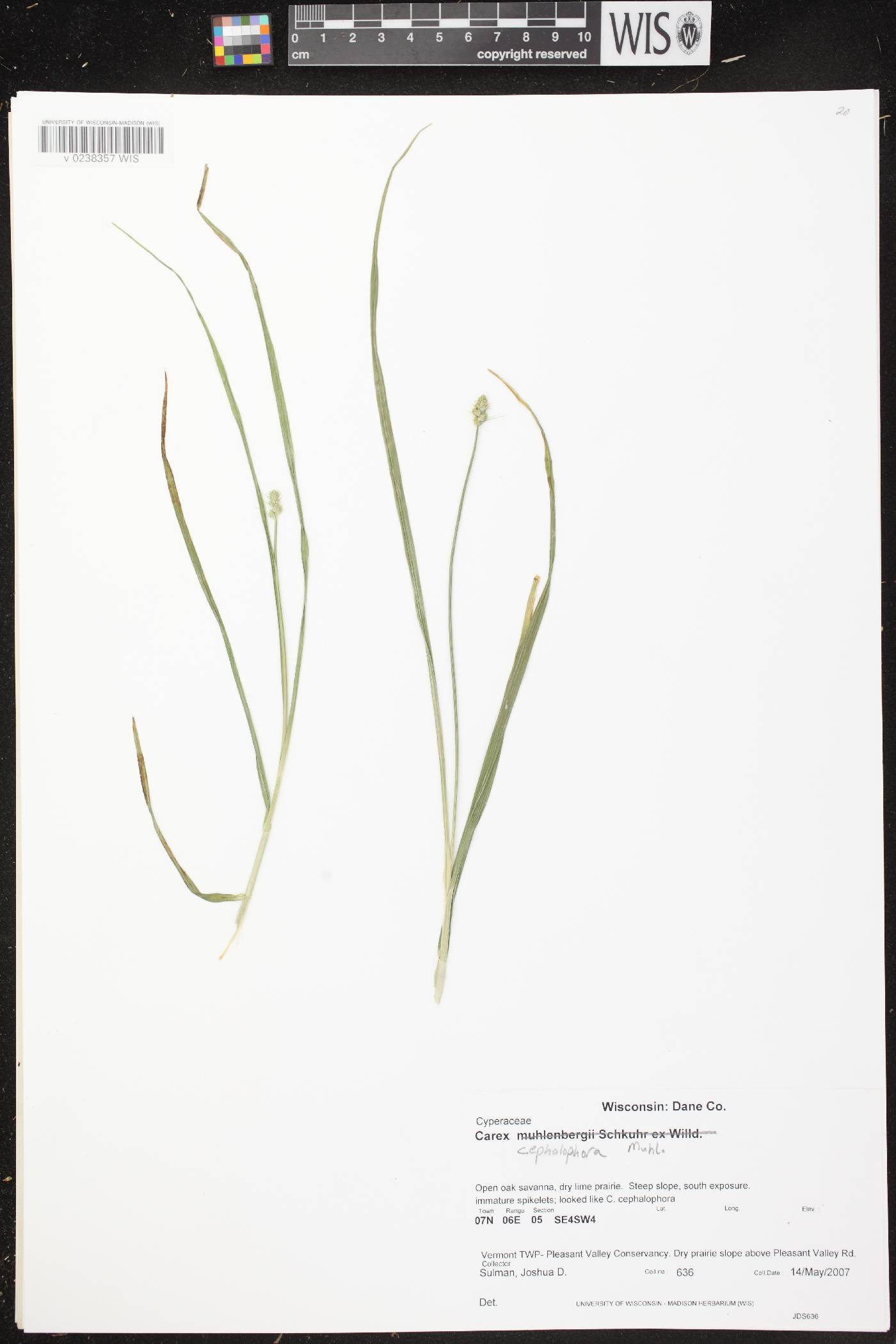 Carex cephalophora image