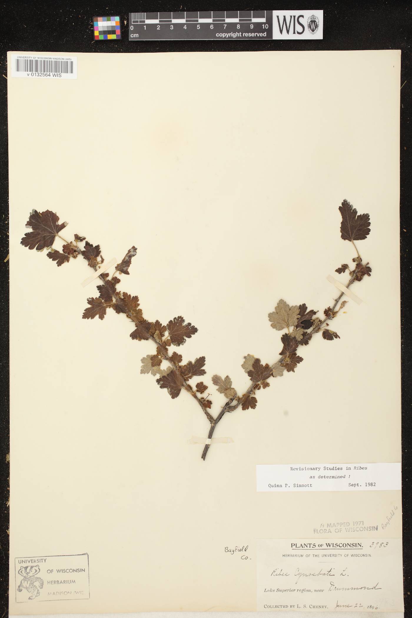 Ribes cynosbati image