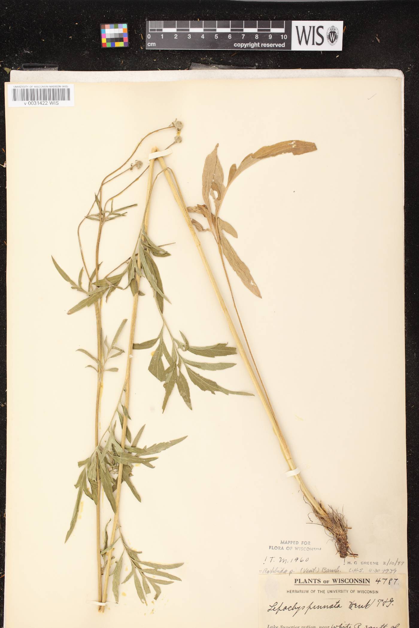 Ratibida pinnata image