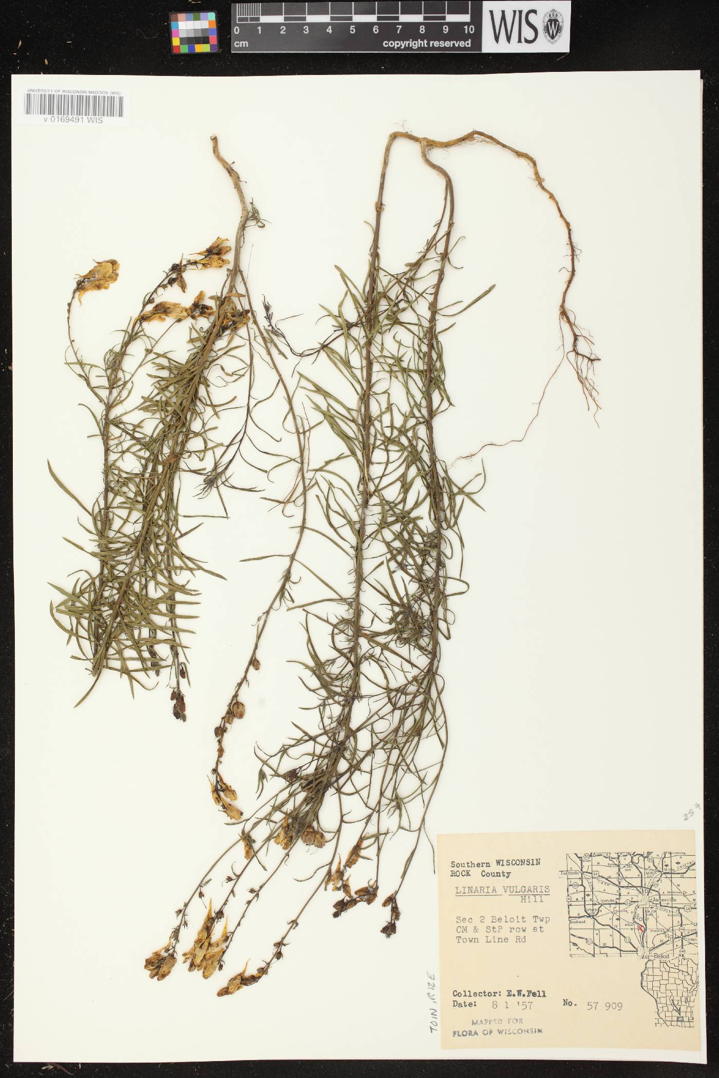 Linaria vulgaris image