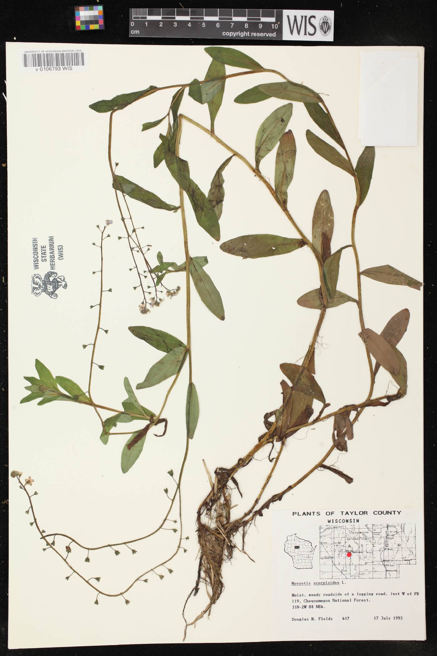 Myosotis scorpioides image