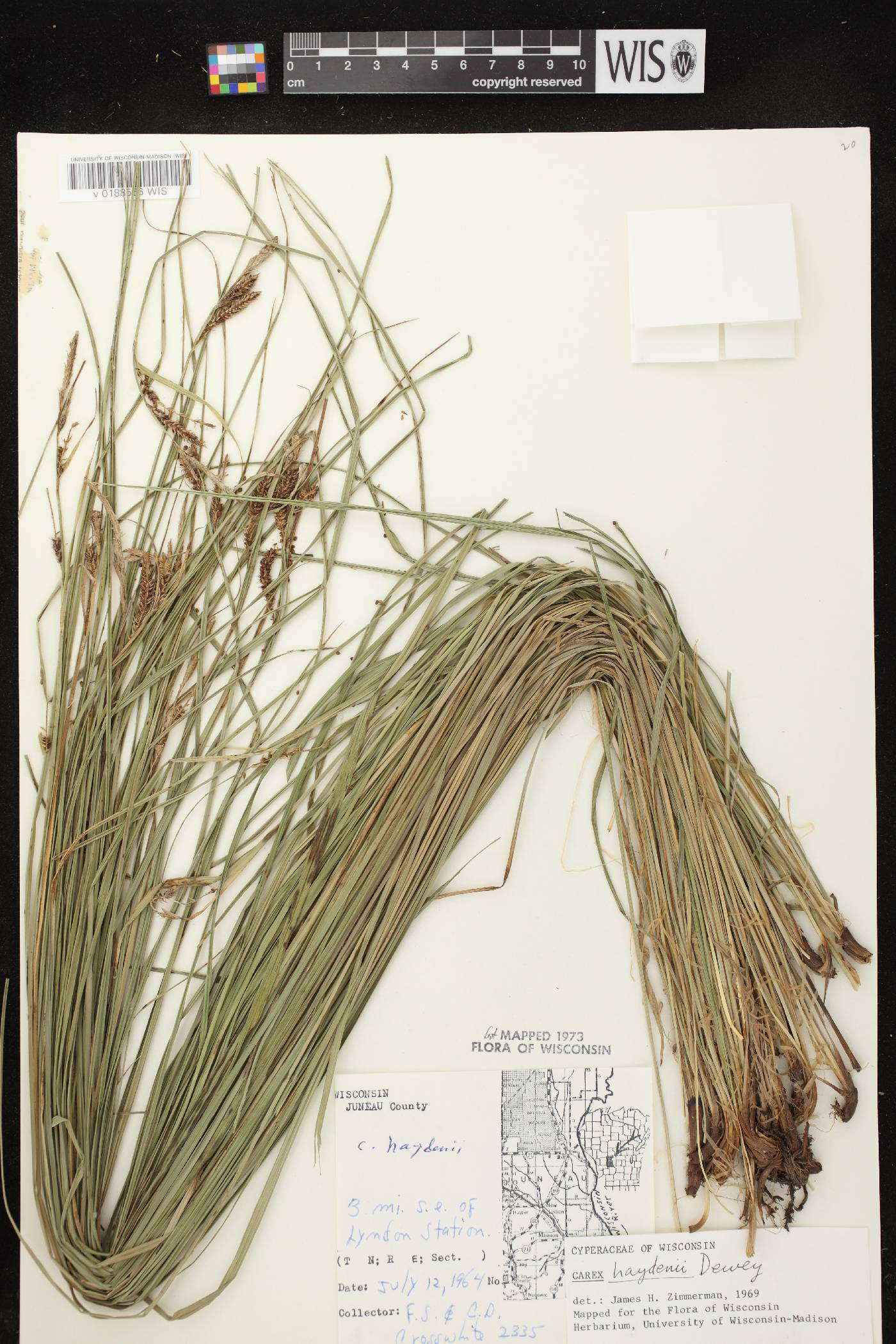 Carex haydenii image