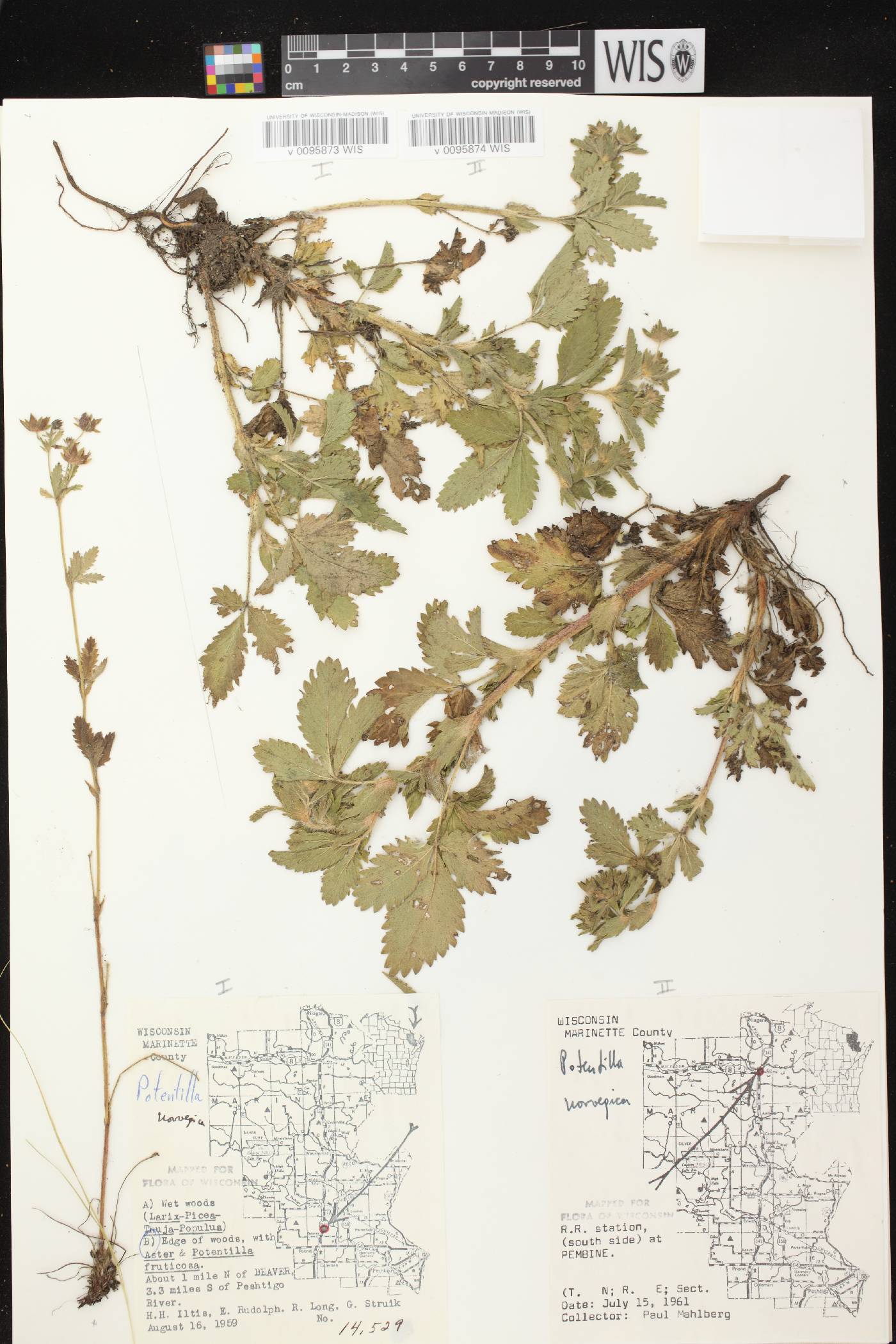 Potentilla norvegica image