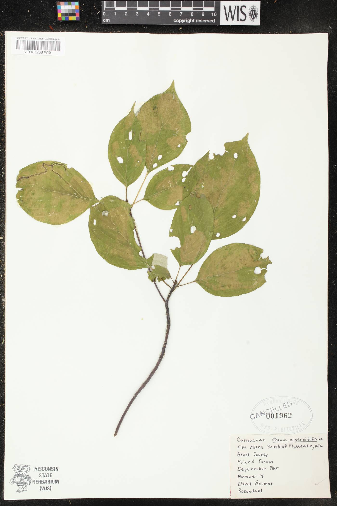 Cornus alternifolia image