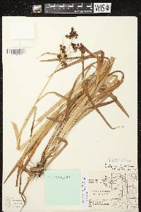 Image of Scirpus atrovirens x s. hattorianus