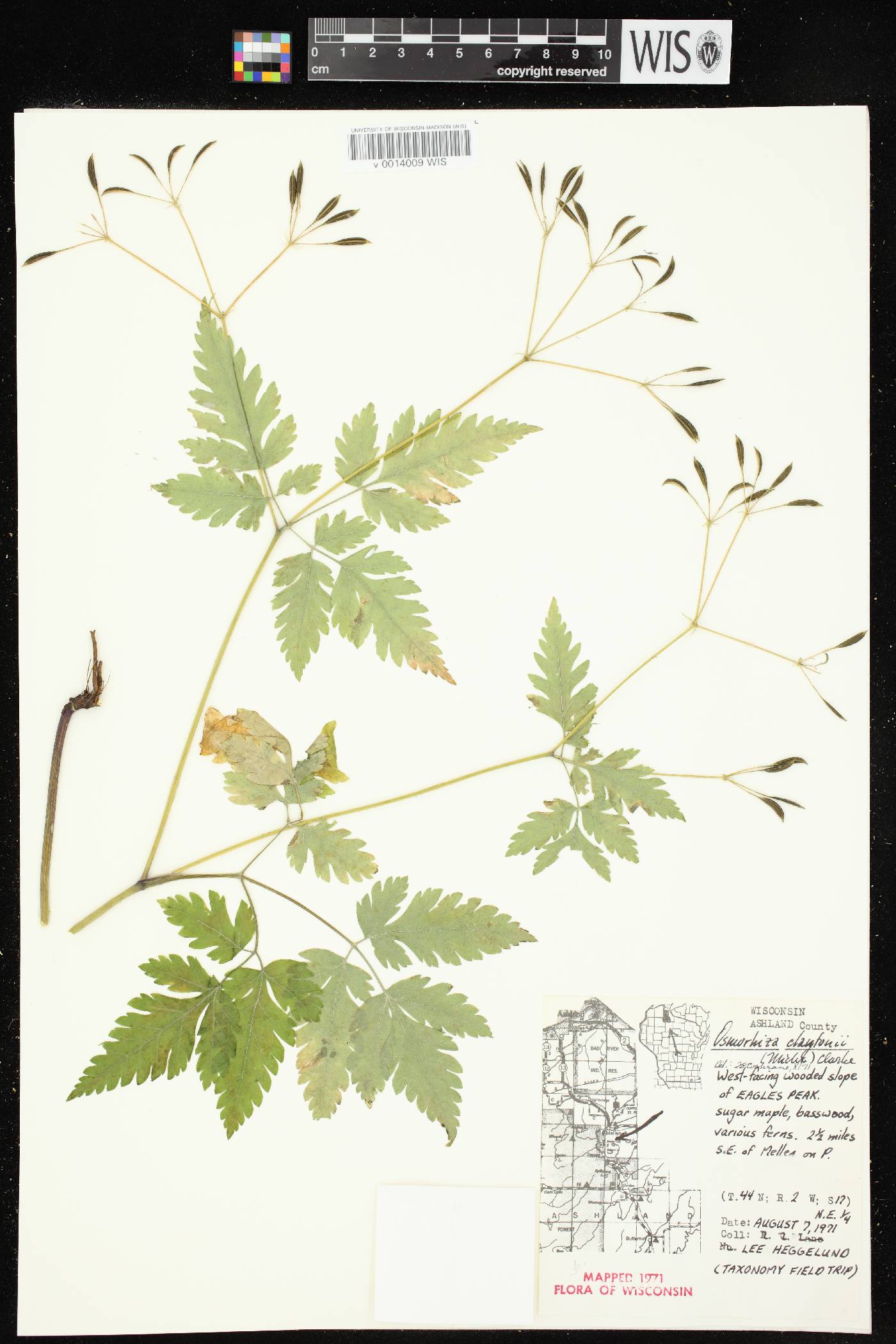 Osmorhiza claytonii image