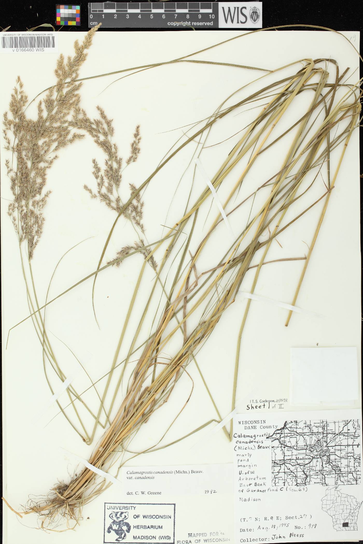 Calamagrostis canadensis var. canadensis image