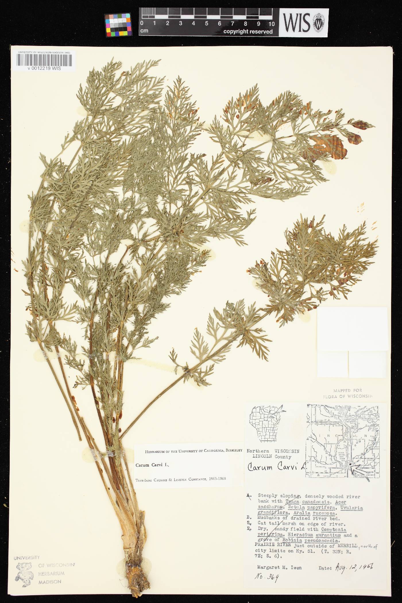 Carum carvi image
