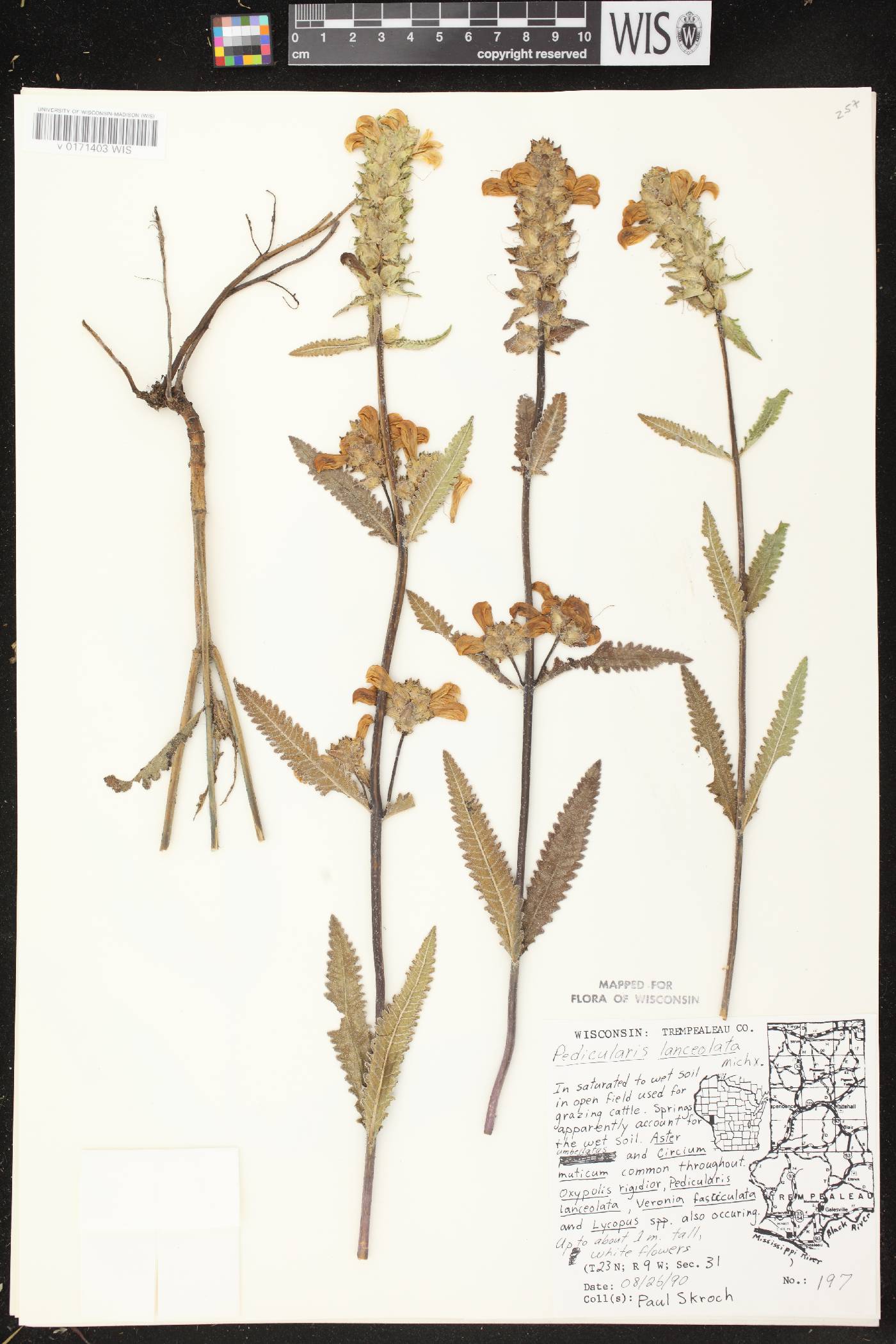 Pedicularis lanceolata image