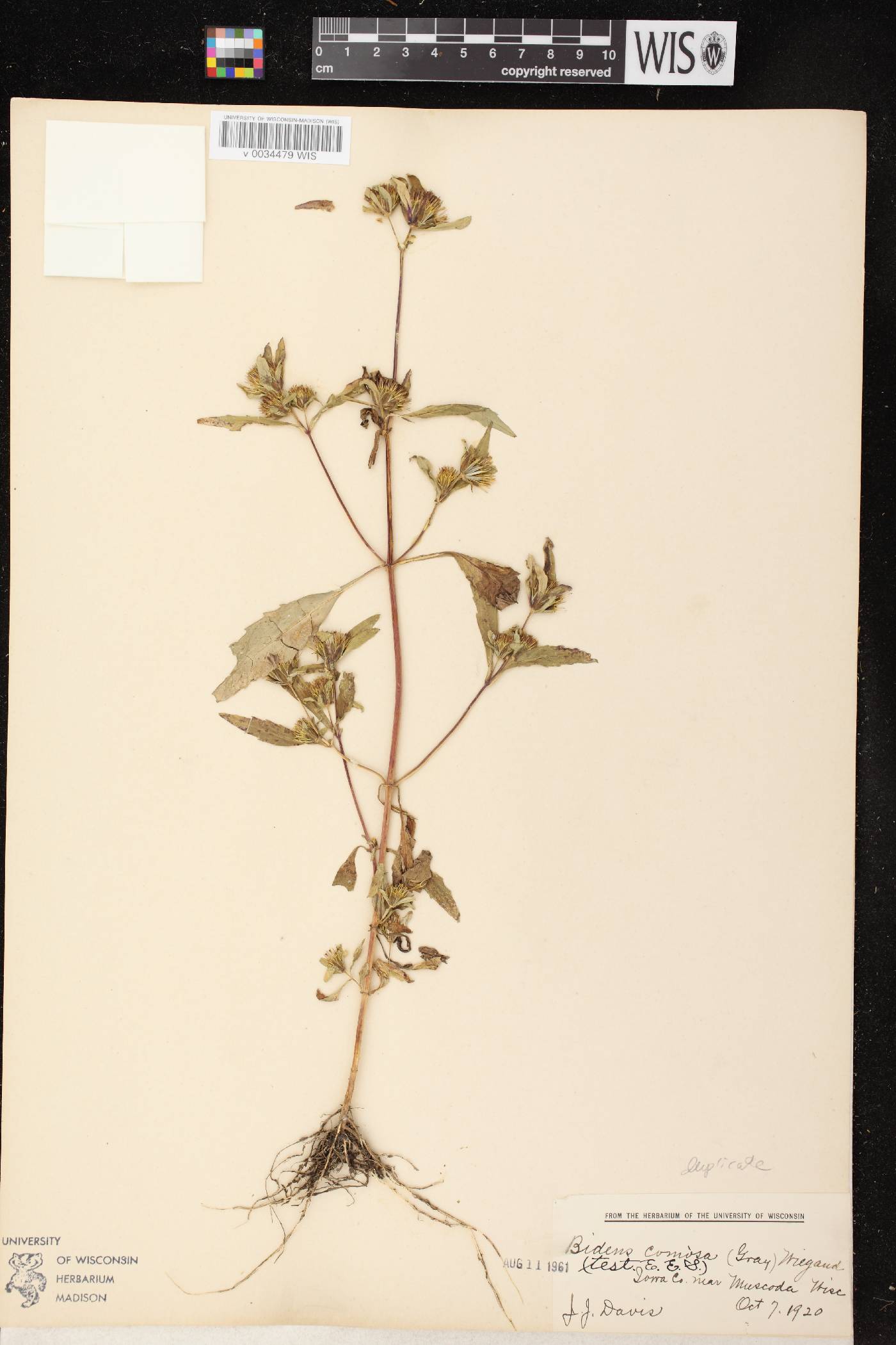 Bidens tripartita image