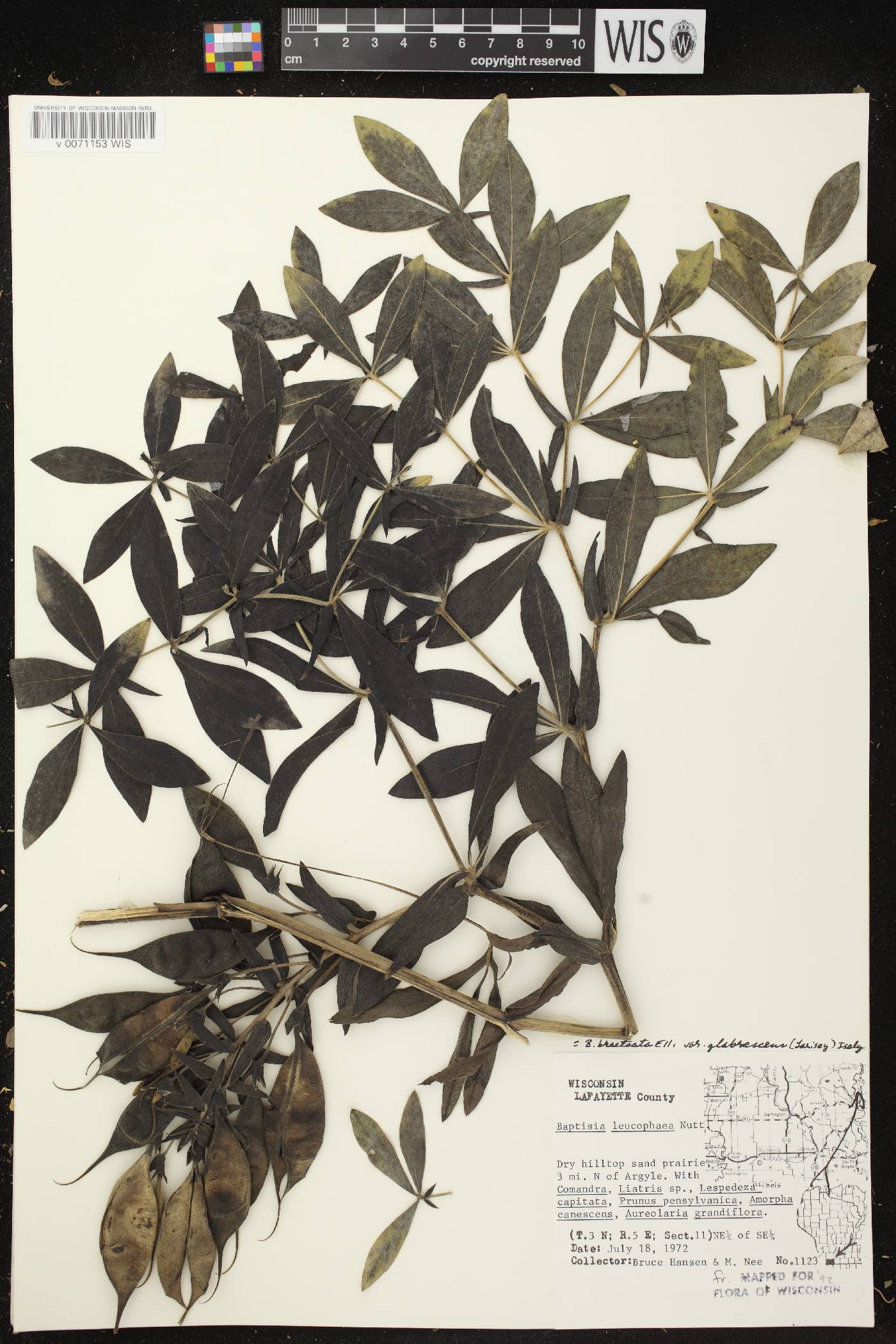 Baptisia leucophaea image