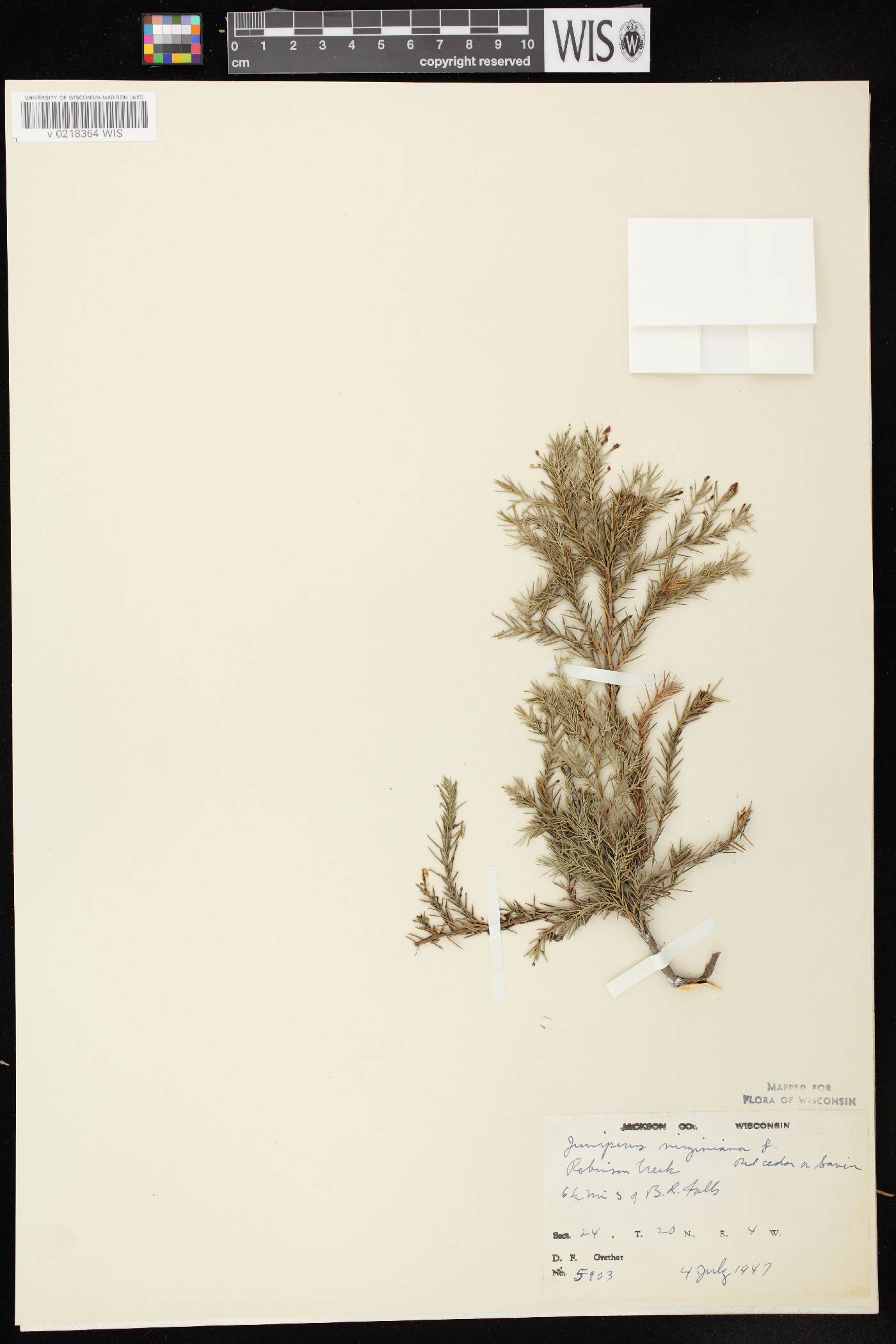 Juniperus virginiana image