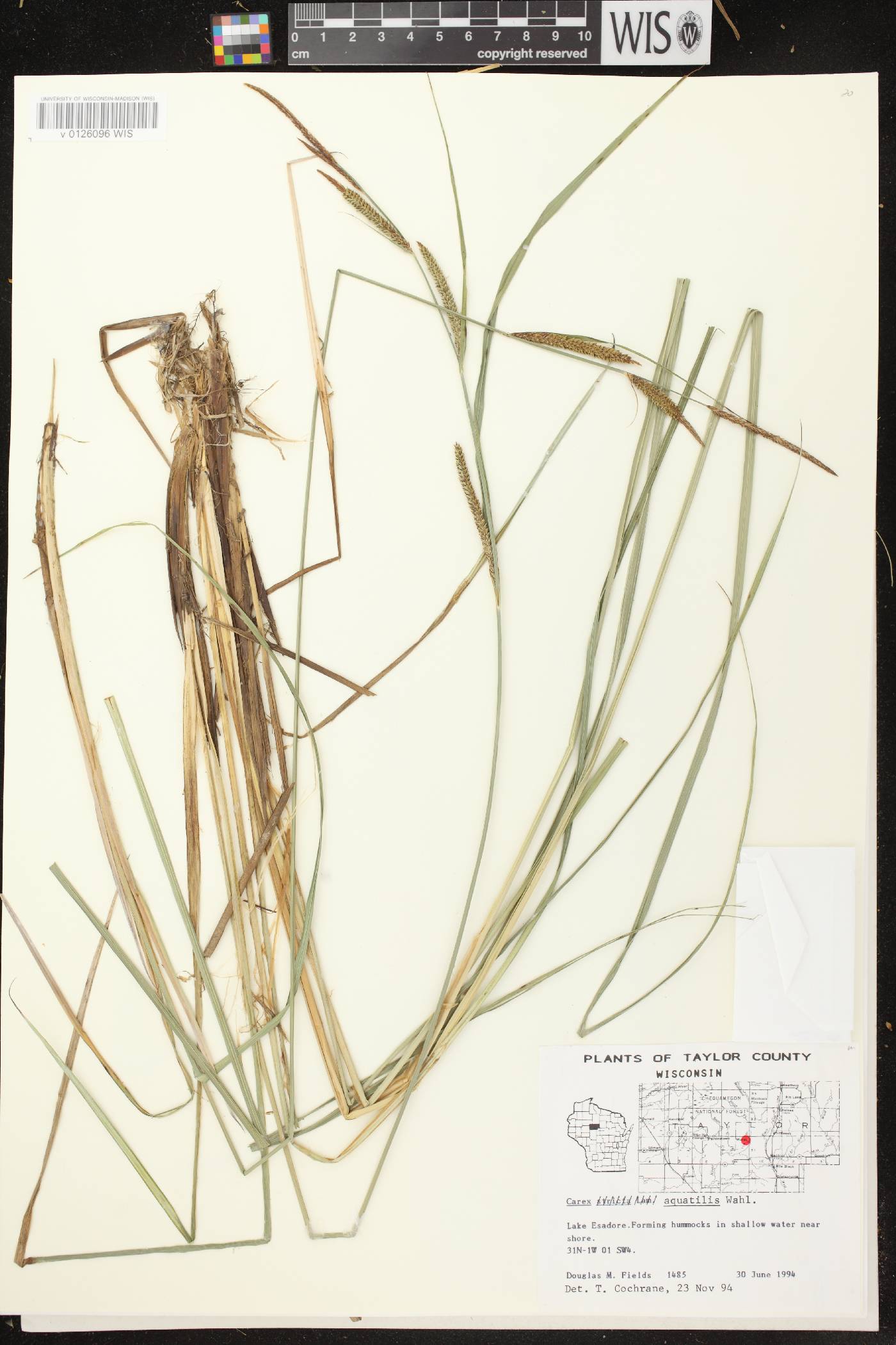 Carex aquatilis image