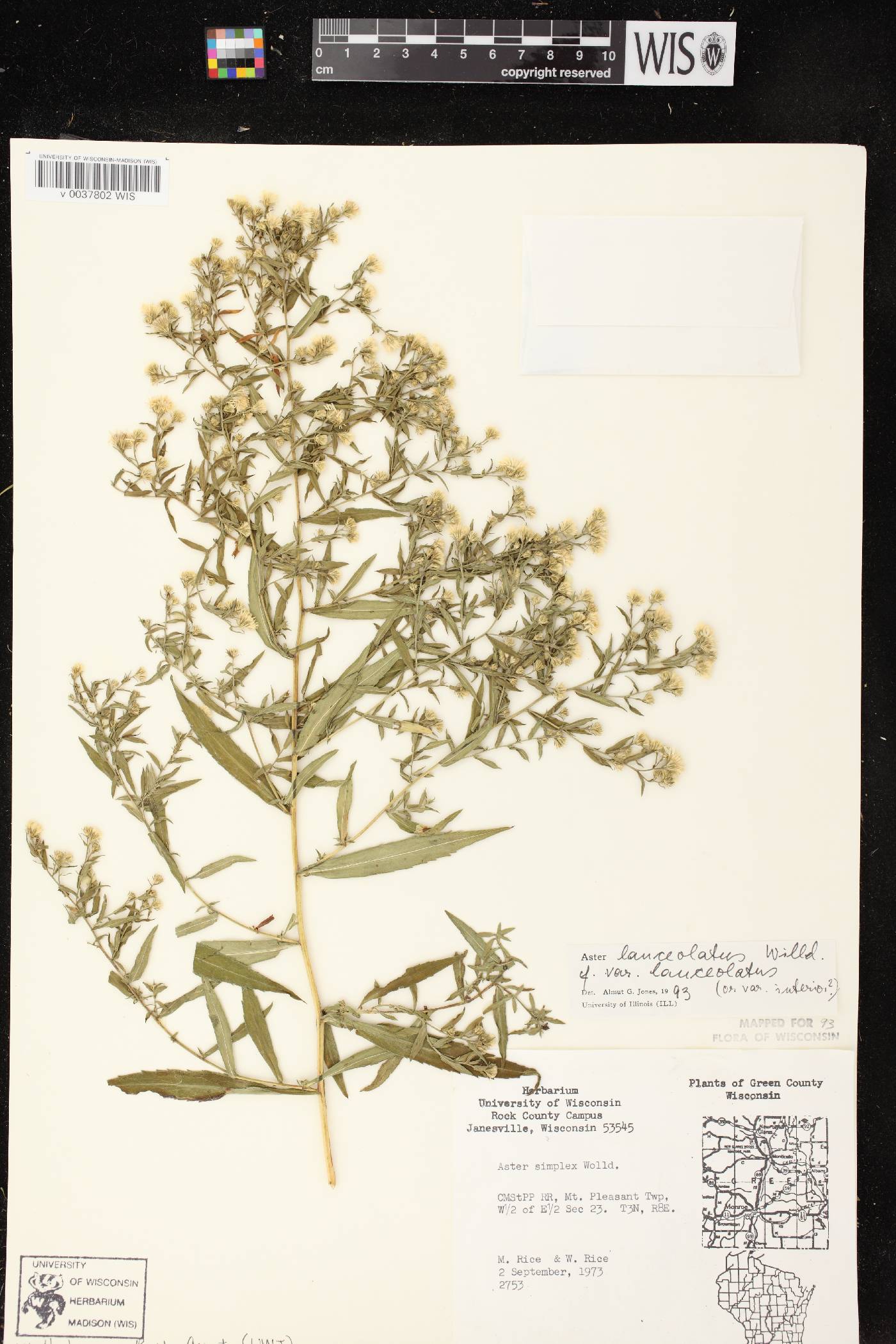 Symphyotrichum lanceolatum var. lanceolatum image