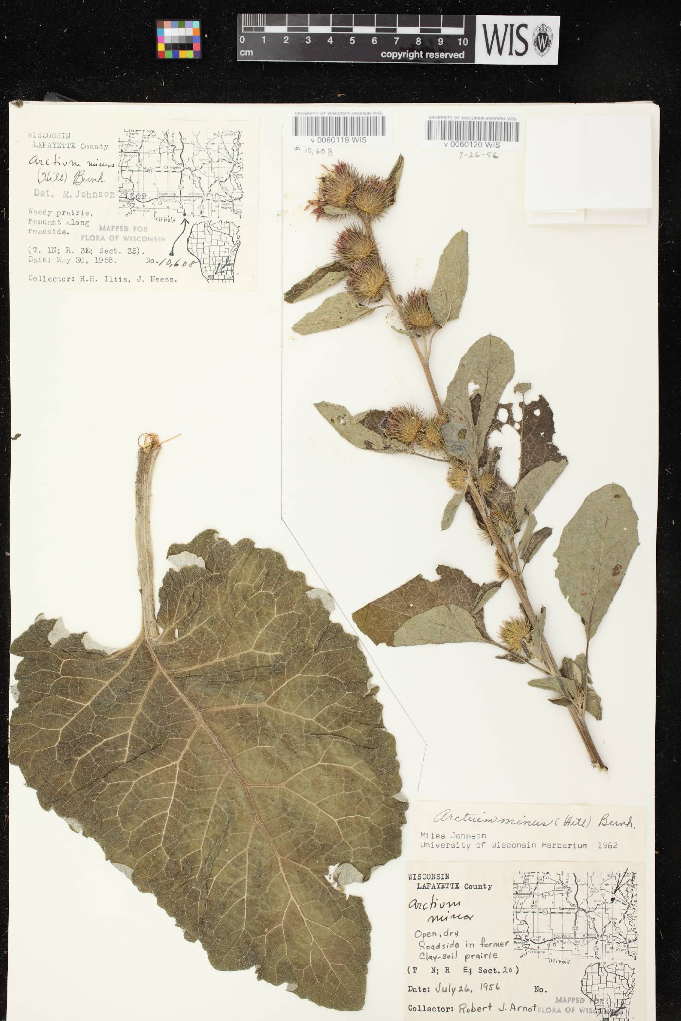Arctium minus image