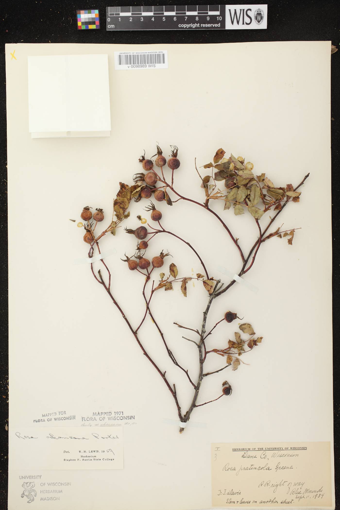 Rosa arkansana image