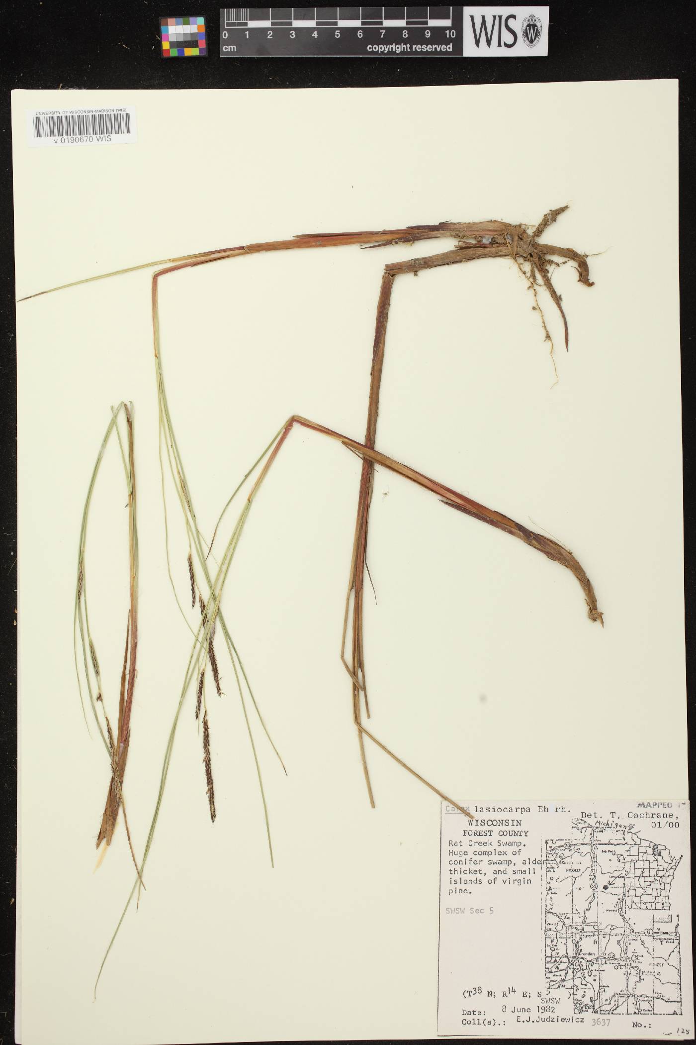 Carex lasiocarpa subsp. americana image