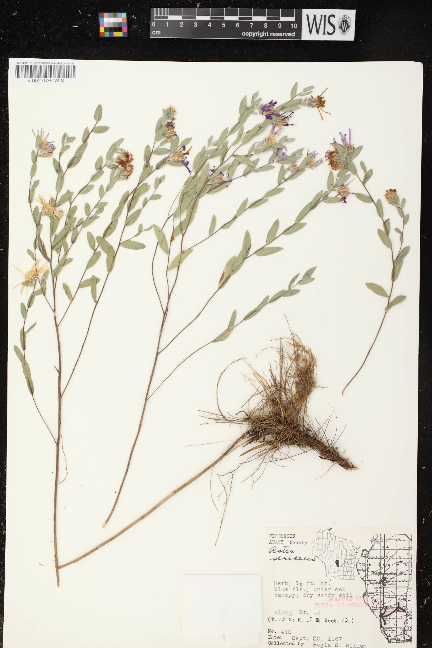 Symphyotrichum sericeum image