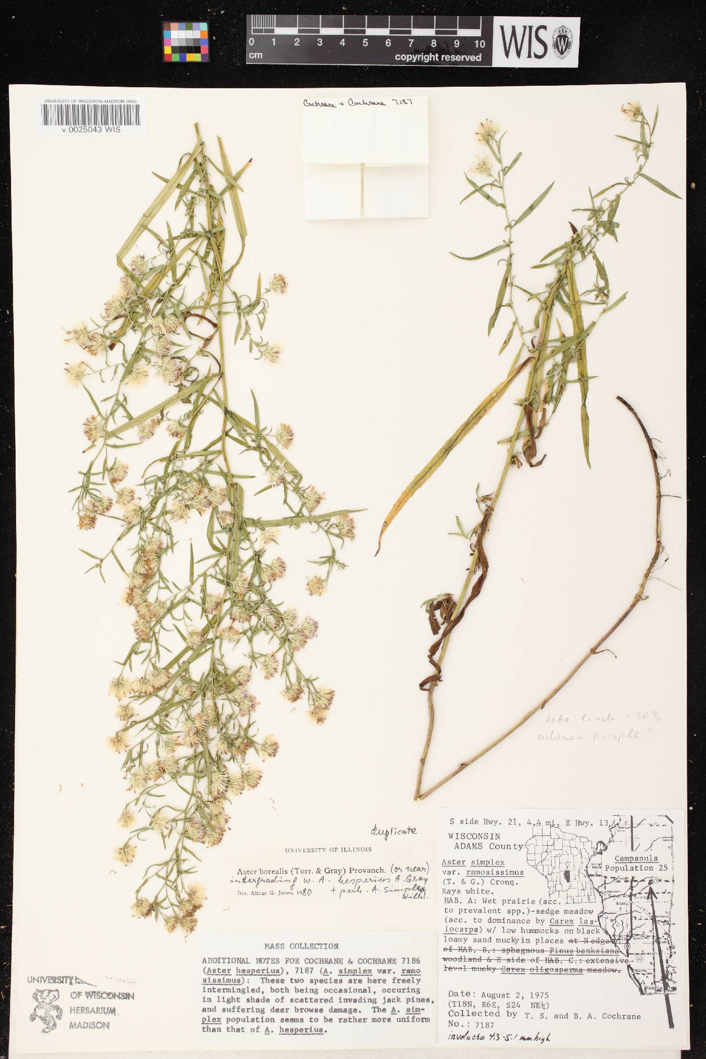 Symphyotrichum boreale image