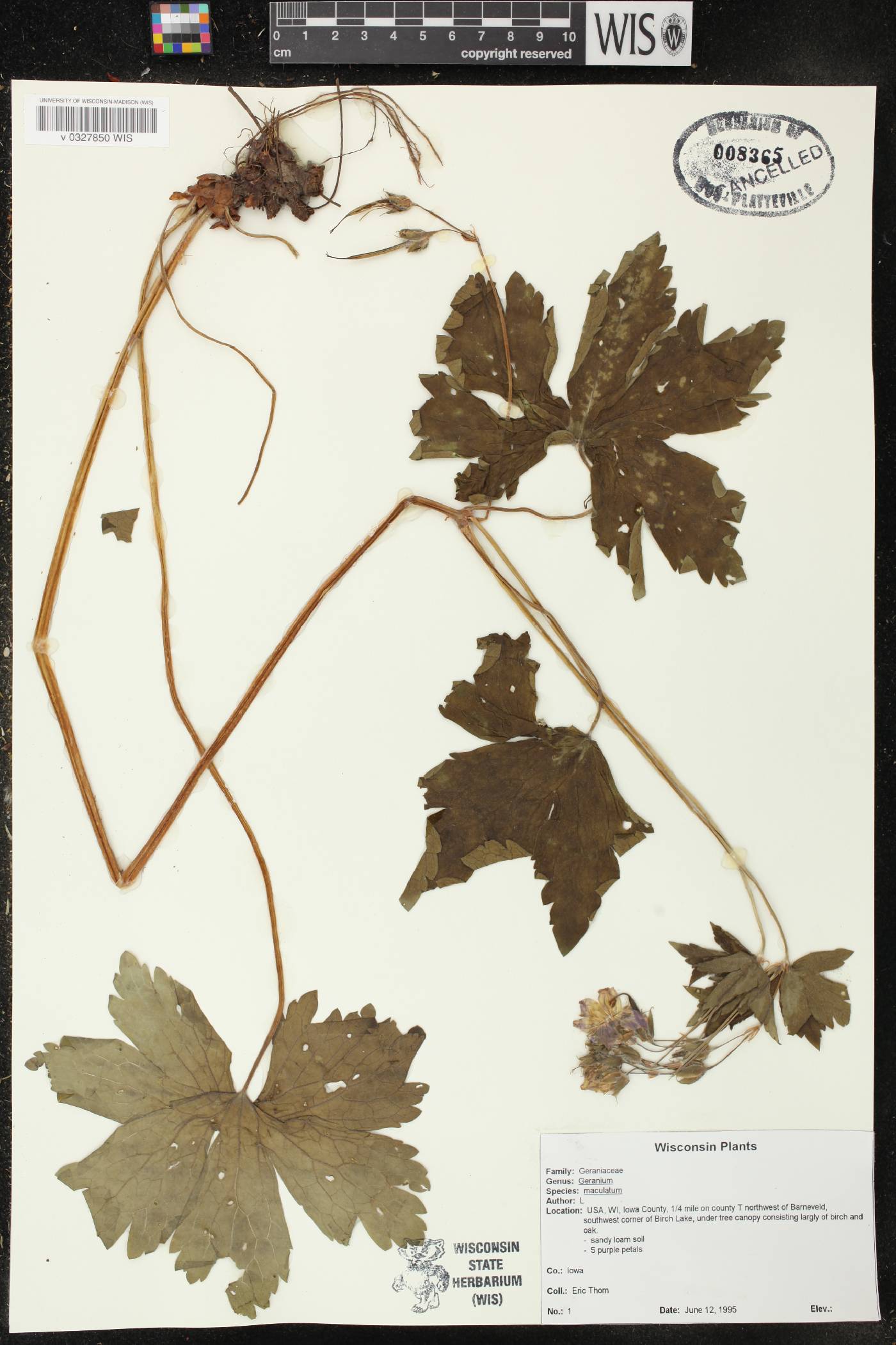 Geranium maculatum image