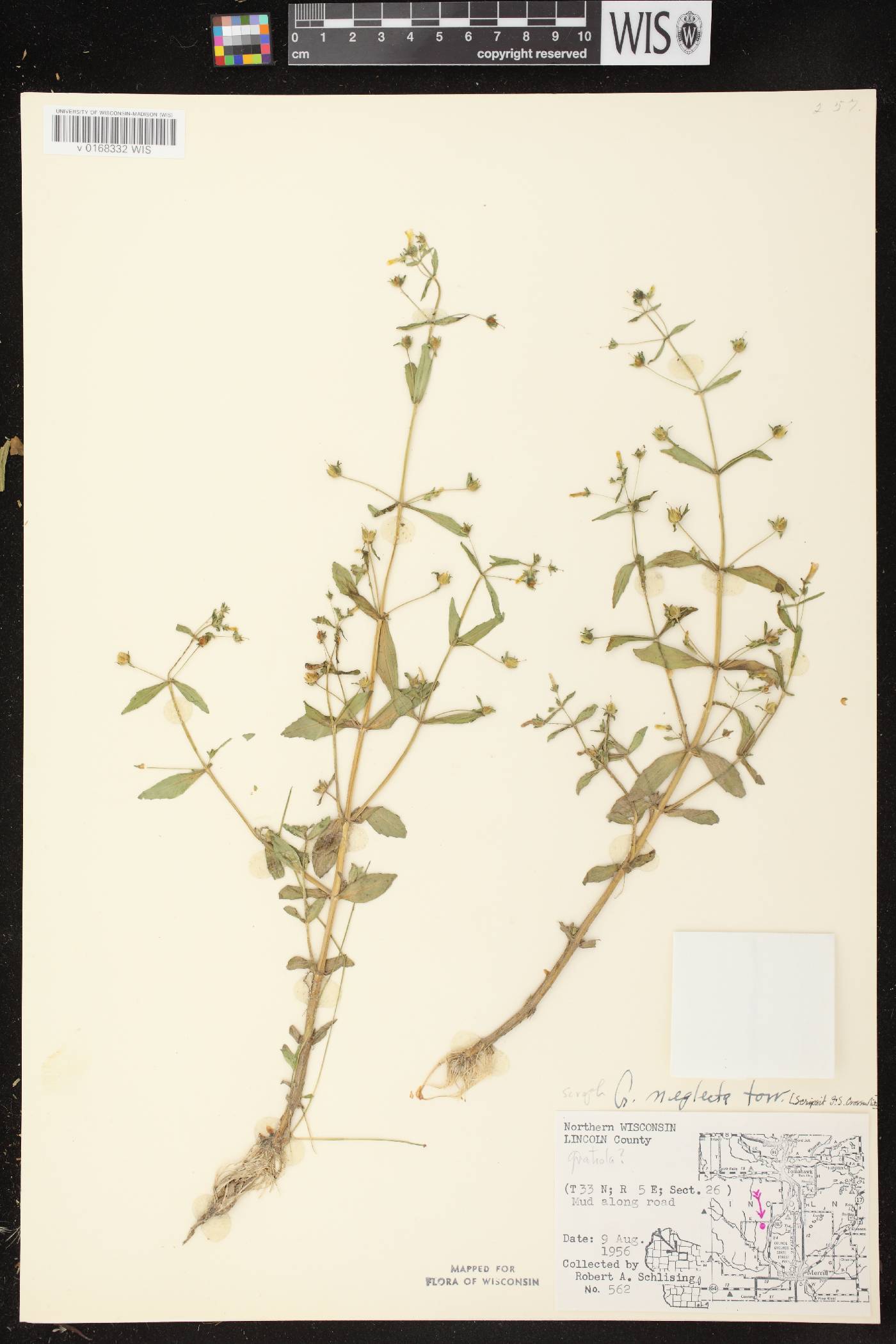 Gratiola neglecta image