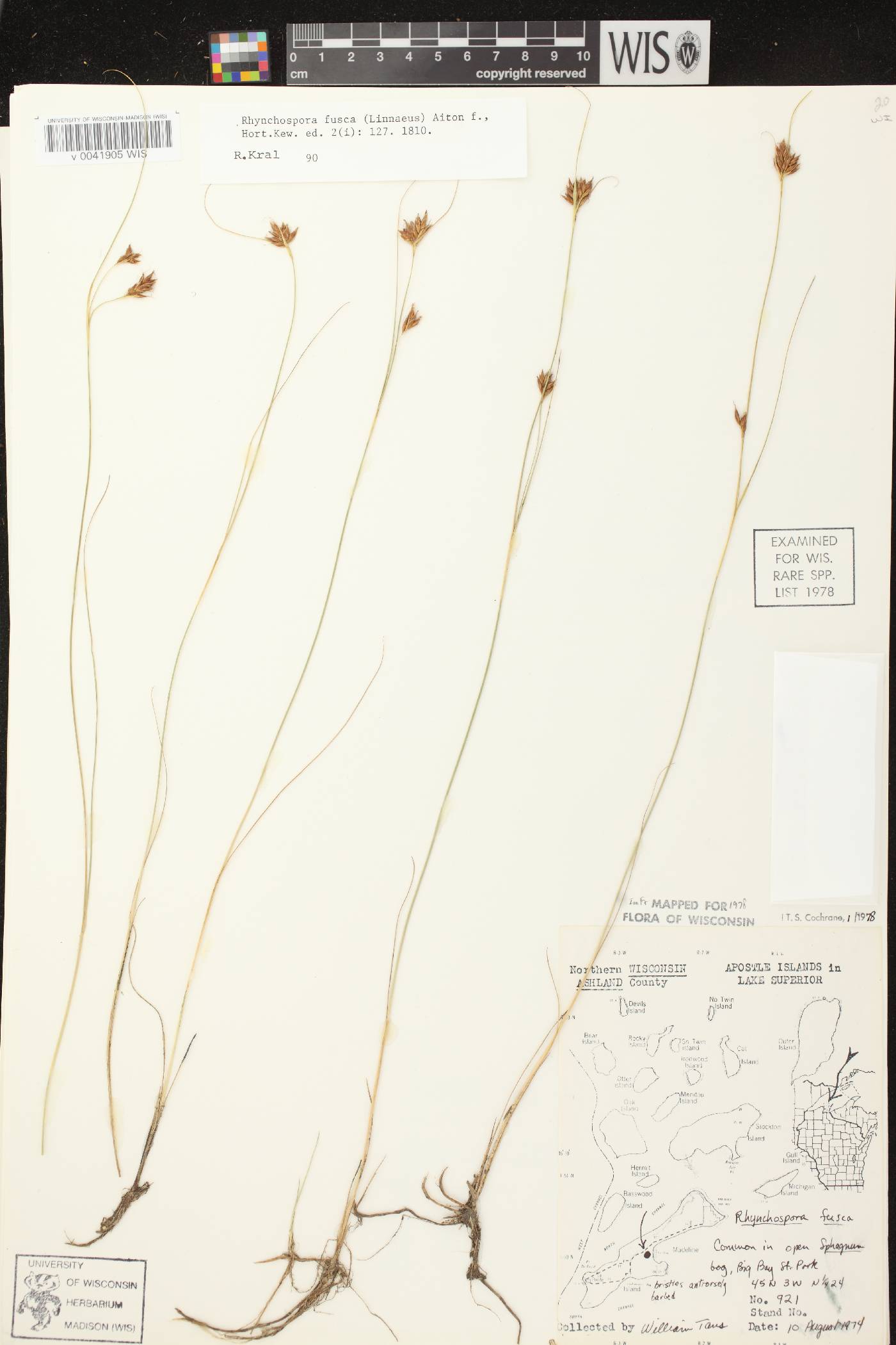 Rhynchospora fusca image