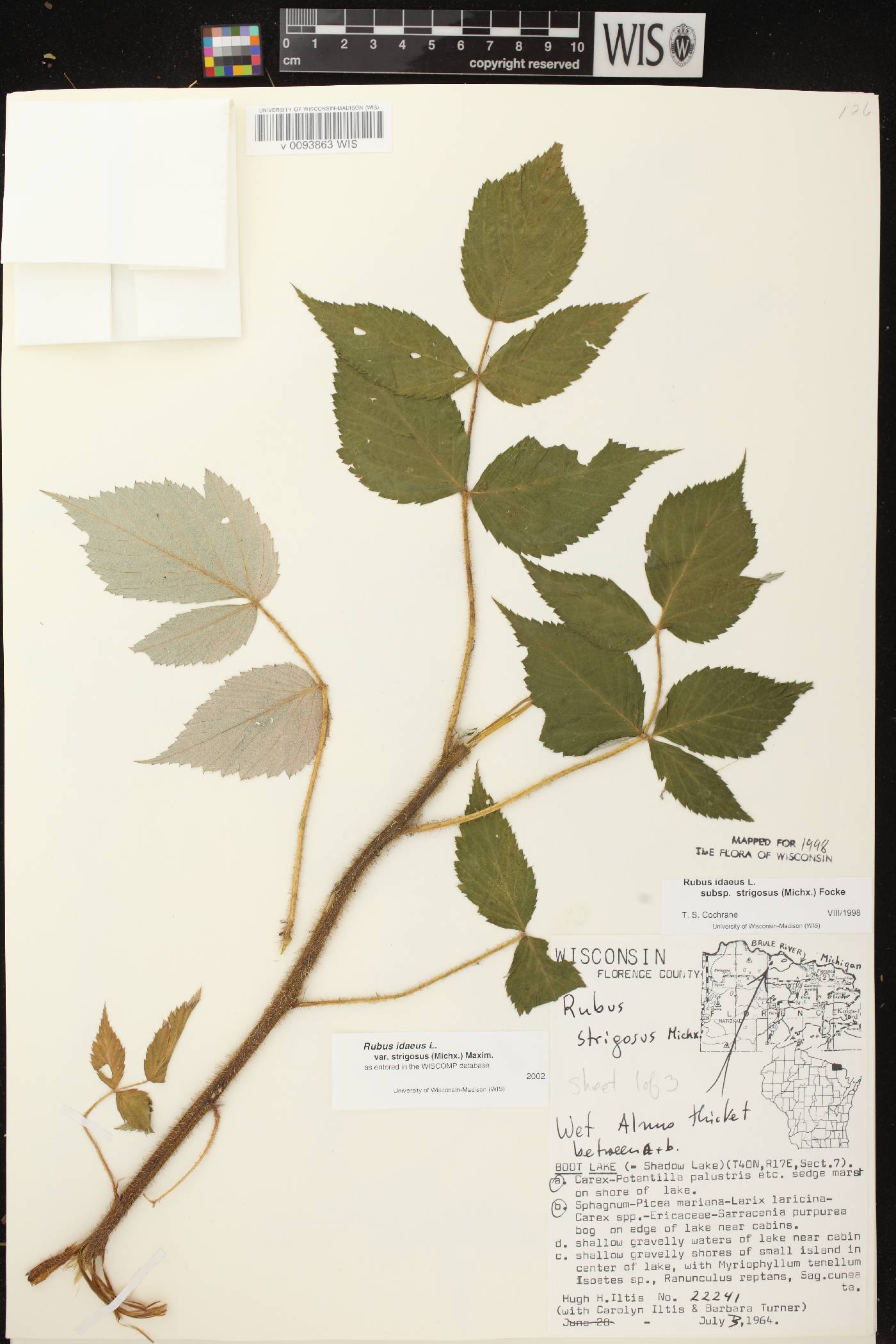 Rubus idaeus subsp. strigosus image