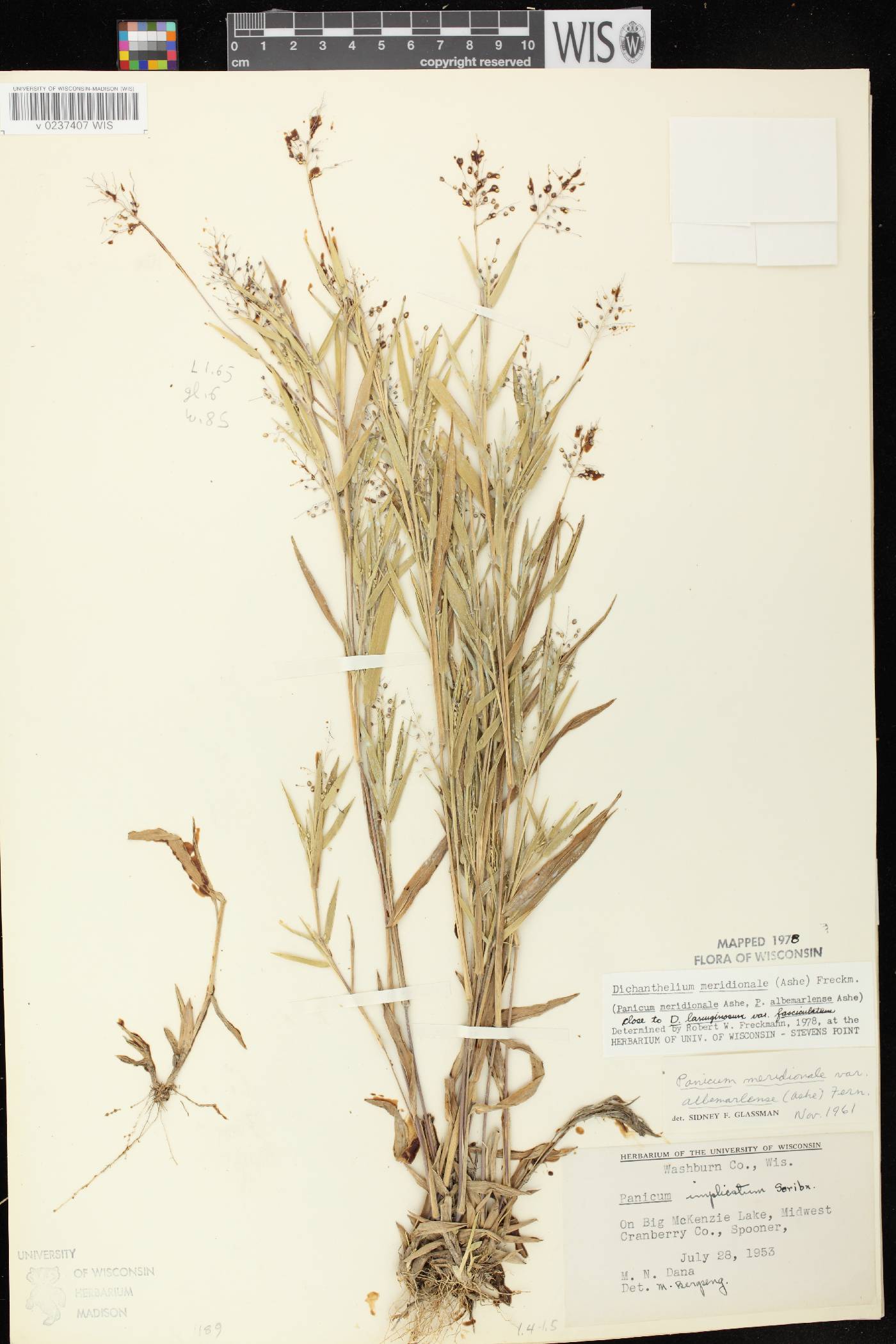 Dichanthelium meridionale image