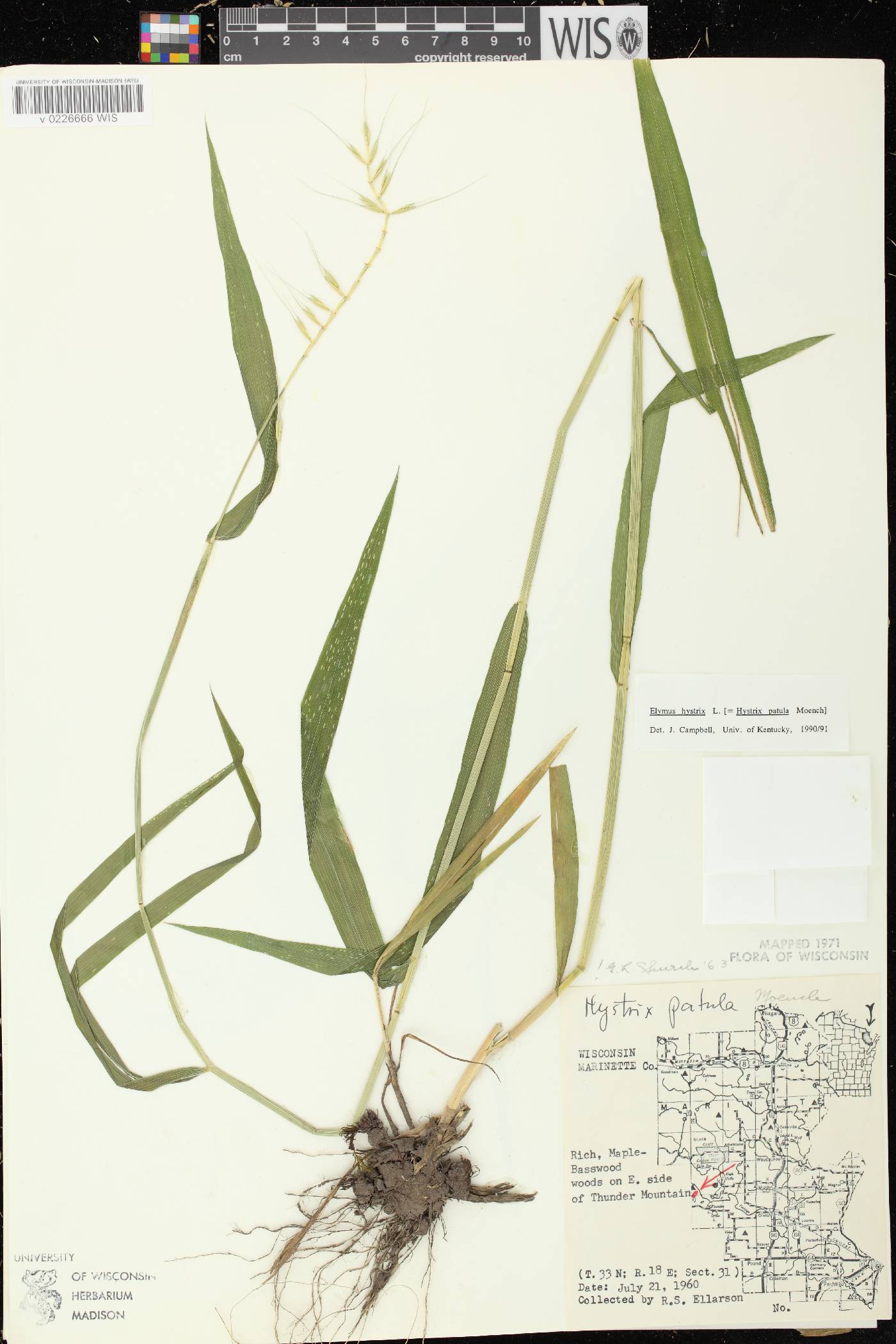 Elymus hystrix var. hystrix image