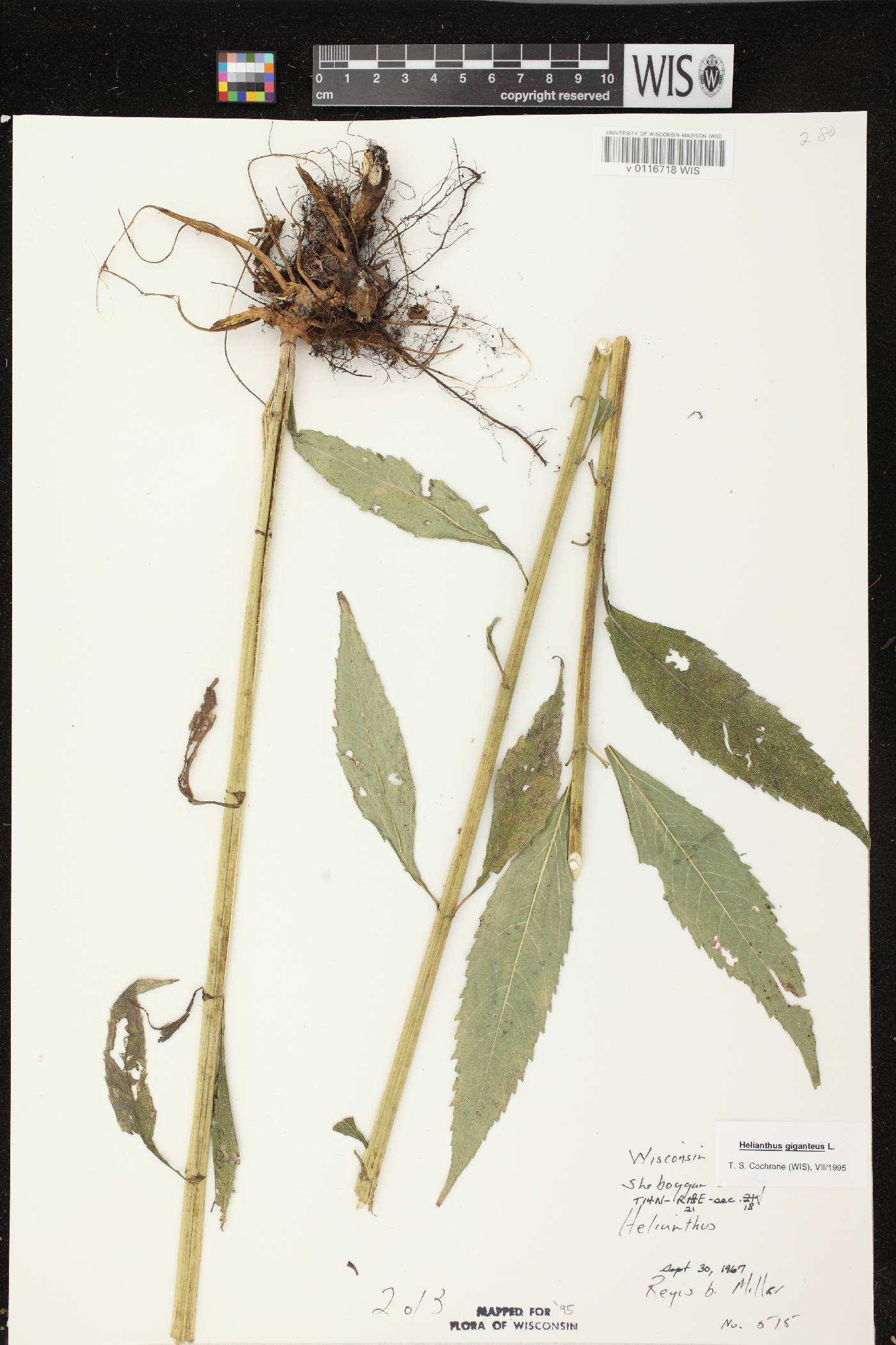 Helianthus giganteus image