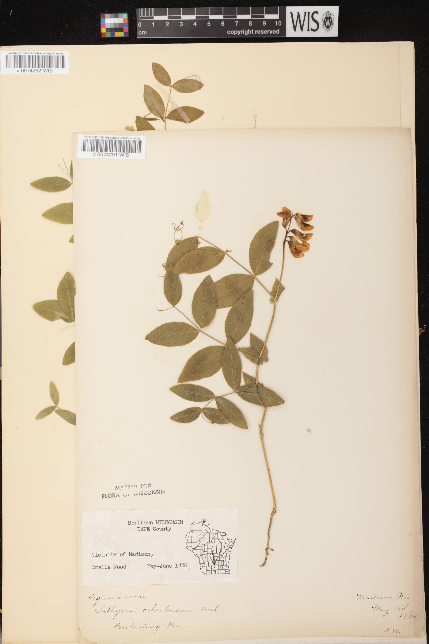 Lathyrus ochroleucus image