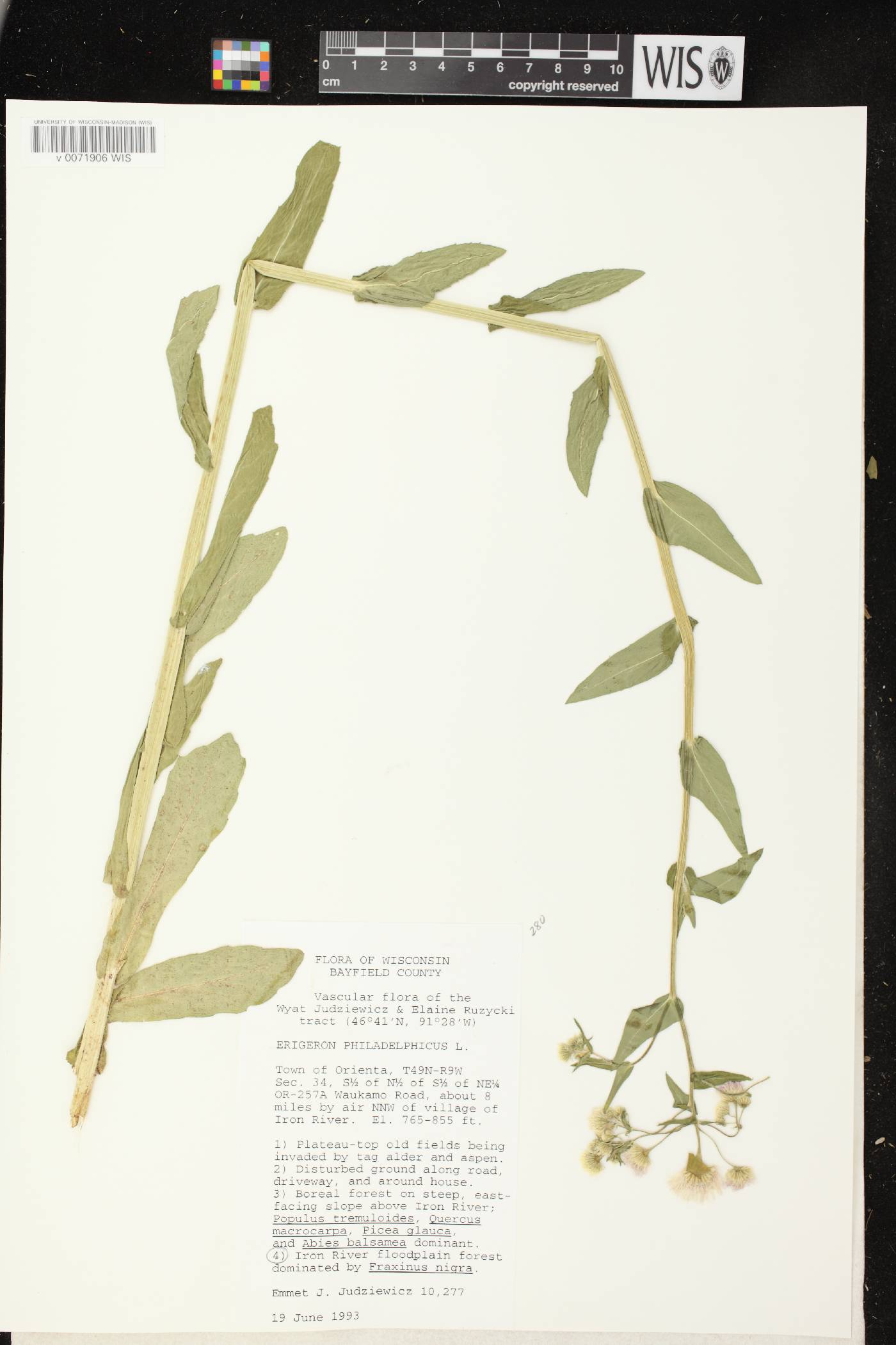 Erigeron philadelphicus image