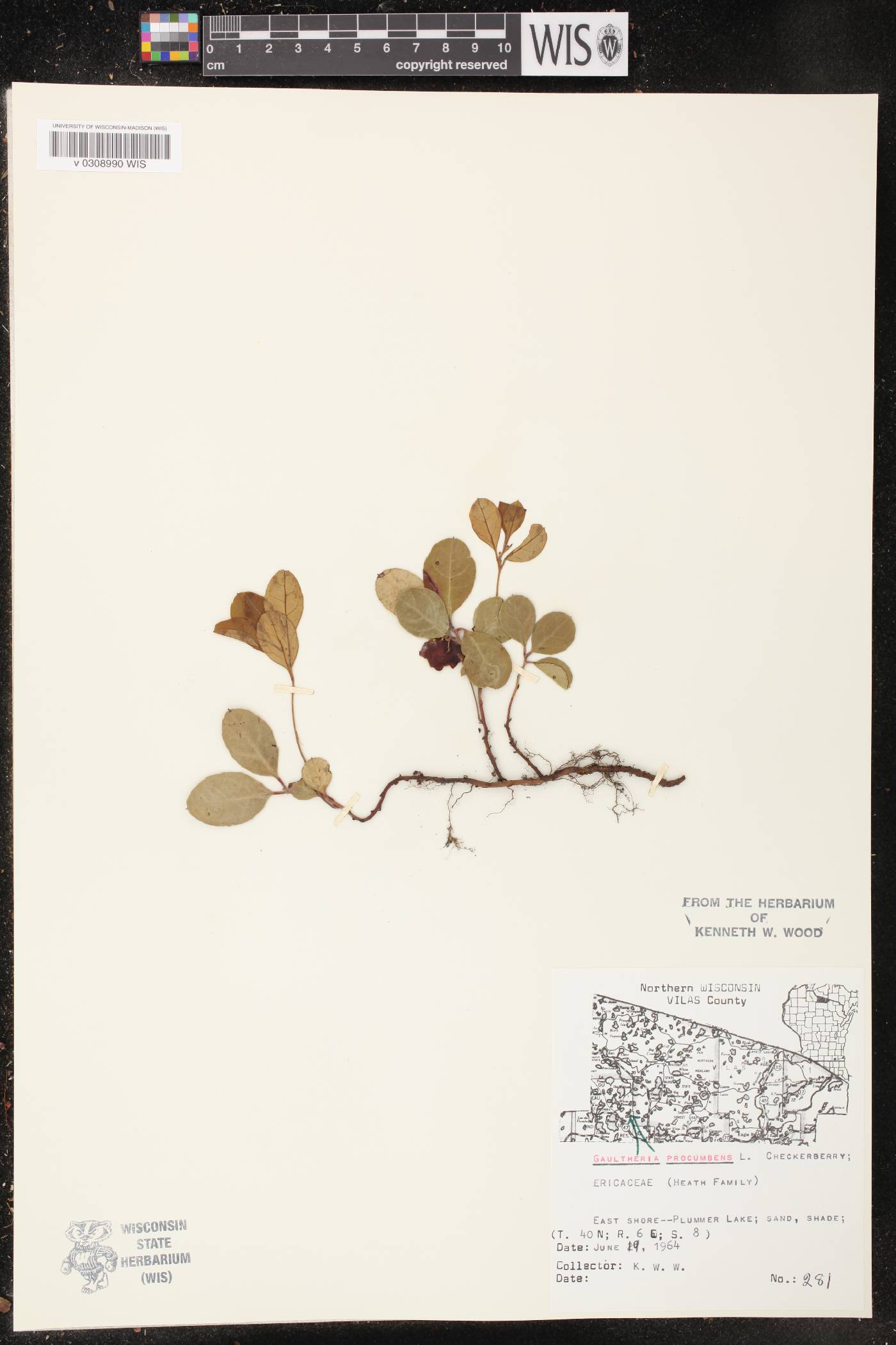 Gaultheria procumbens image